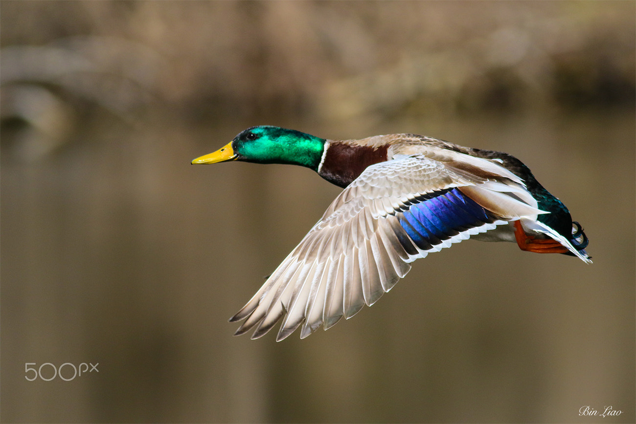 Canon EOS 7D Mark II + Canon EF 400mm F5.6L USM sample photo. D photography