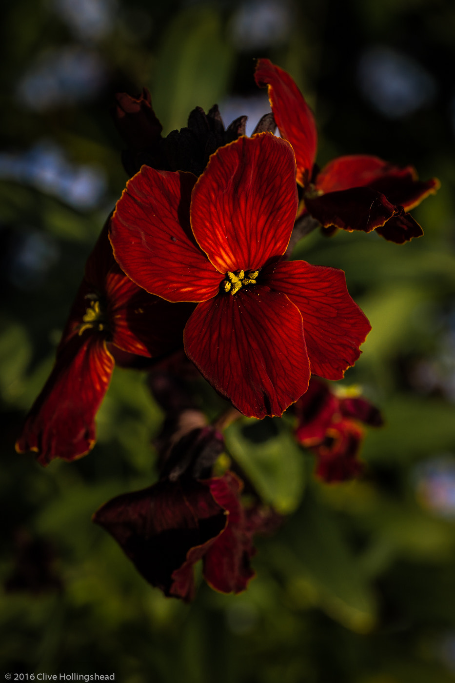 Not just a wallflower
