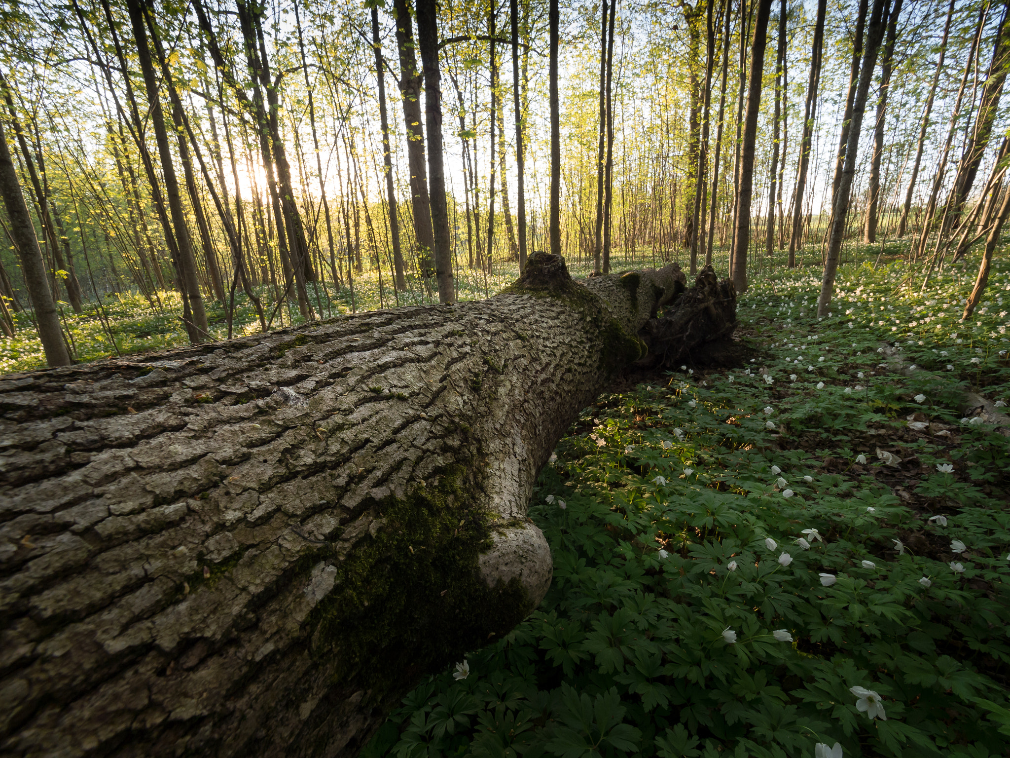 Olympus OM-D E-M5 + Olympus M.Zuiko Digital ED 7-14mm F2.8 PRO sample photo. Fallen tree at sunset photography