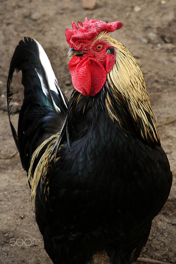 Canon EF-S 18-135mm F3.5-5.6 IS STM sample photo. The farmyard cockerel photography