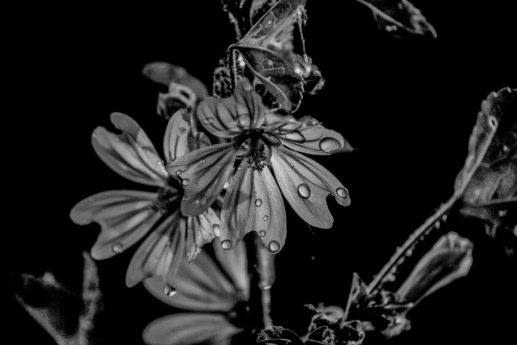 Canon EOS 450D (EOS Rebel XSi / EOS Kiss X2) sample photo. Bw photography