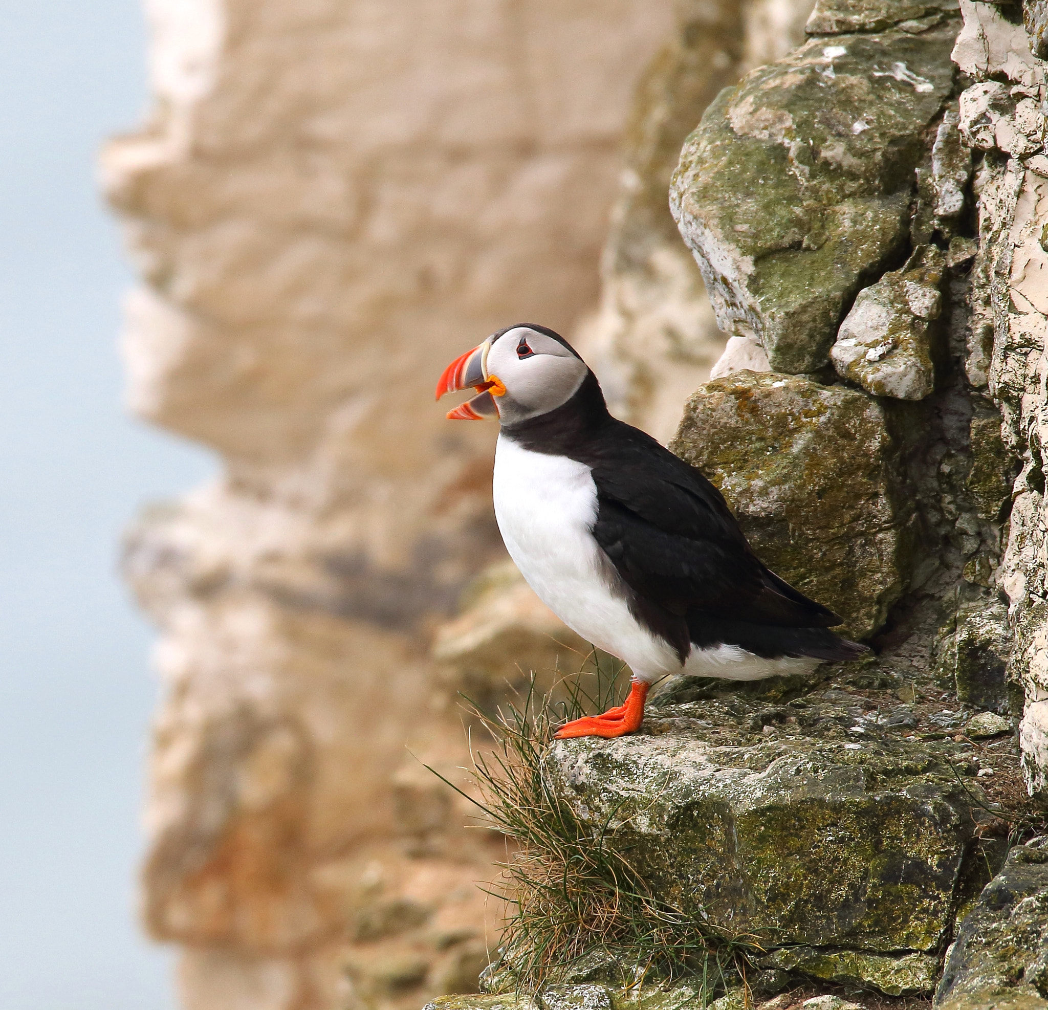 Canon EOS 70D + Sigma 150-600mm F5-6.3 DG OS HSM | S sample photo. Puffin photography