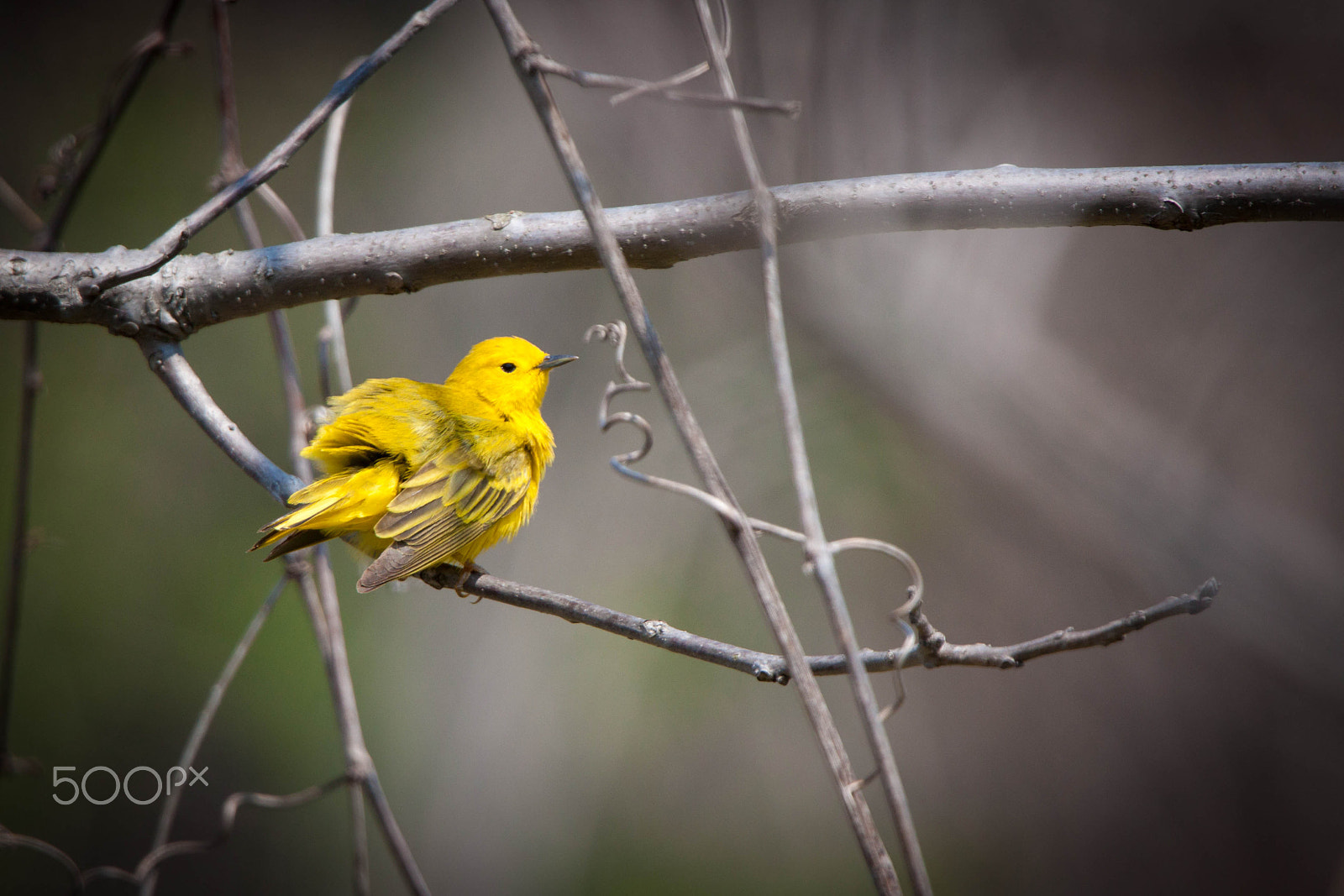 Tamron SP 150-600mm F5-6.3 Di VC USD sample photo. Yellow warbler photography