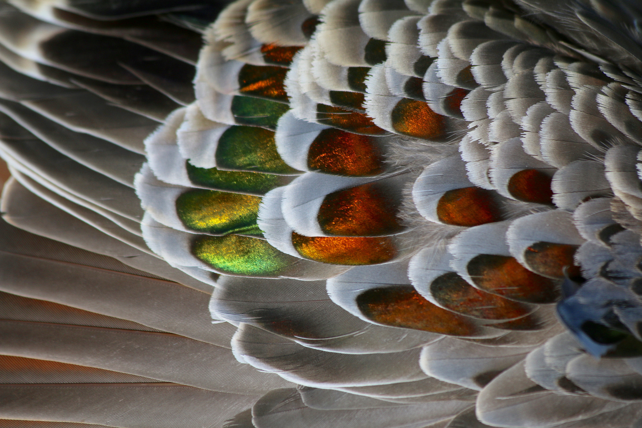 Canon EF 70-300mm F4-5.6 IS USM sample photo. Bronzewing plumage photography