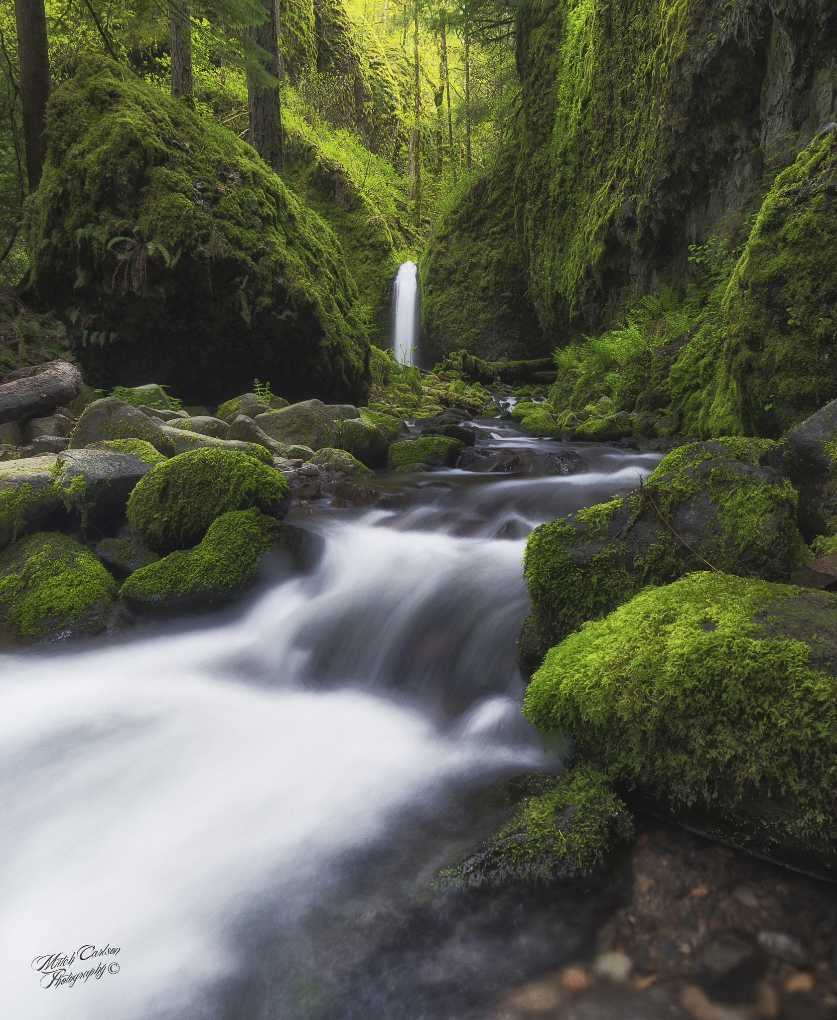 Nikon AF-S Nikkor 18-35mm F3.5-4.5G ED sample photo. Green giant photography