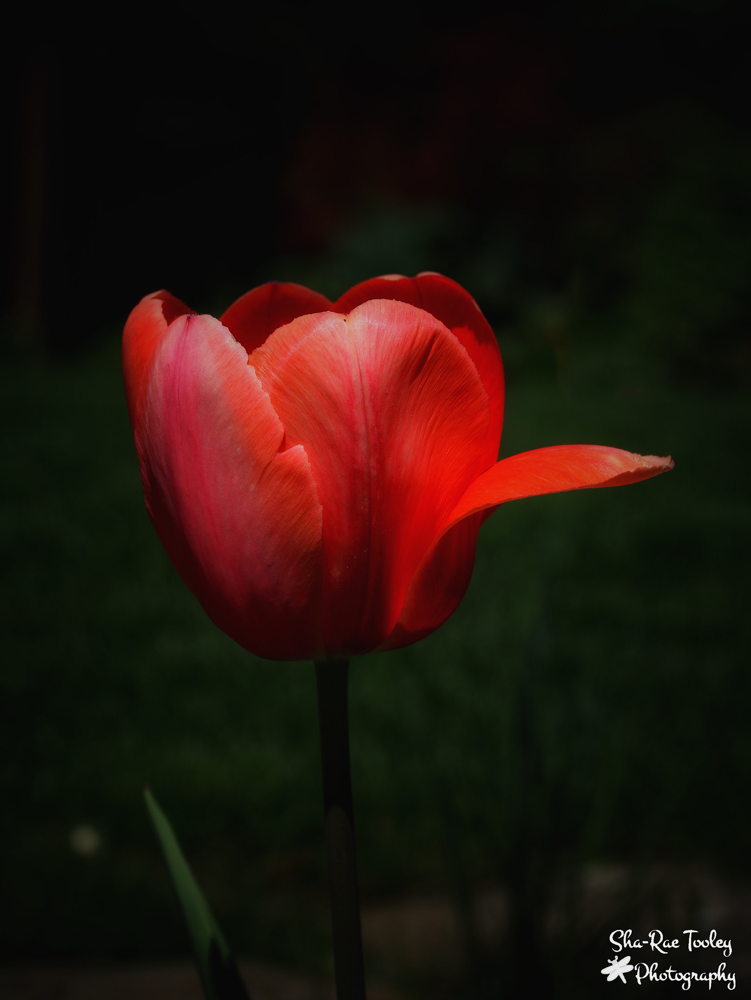 Canon EF-S 60mm F2.8 Macro USM sample photo. Tulip photography