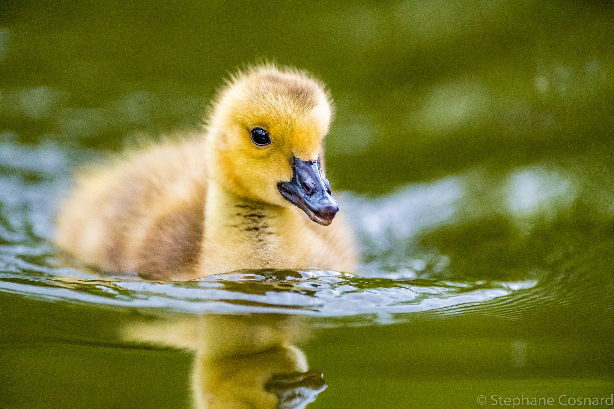 Nikon AF-S Nikkor 300mm F2.8G ED VR II sample photo. Cute cub swiming photography