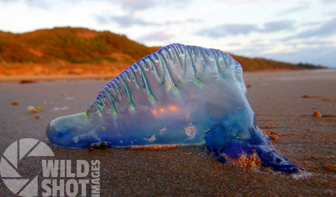 Panasonic DMC-FT25 sample photo. Bluebottle on beach photography