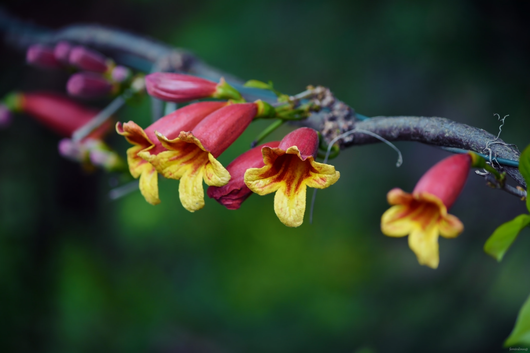 Nikon D7100 + Nikon AF-S Nikkor 28mm F1.8G sample photo. Flower photography