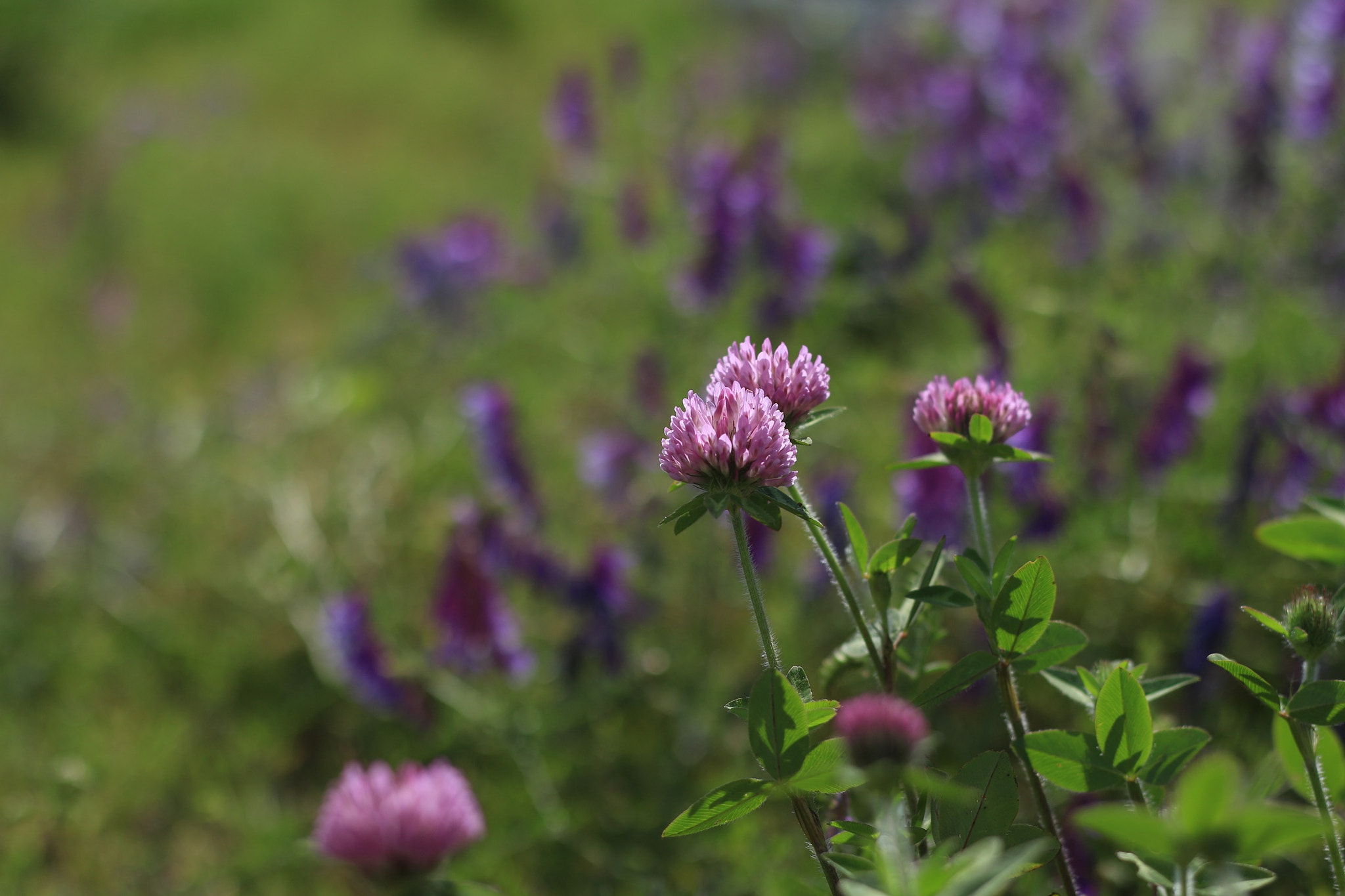 Canon EOS M + Canon EF 50mm F1.8 STM sample photo