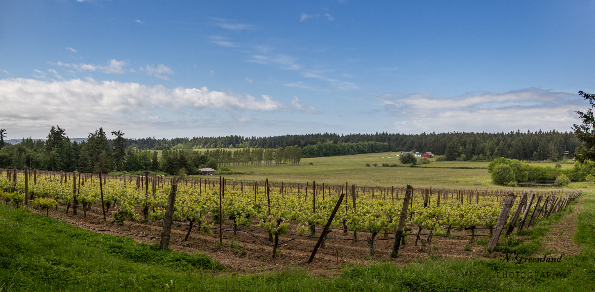Canon EOS 100D (EOS Rebel SL1 / EOS Kiss X7) sample photo. Vineyard photography