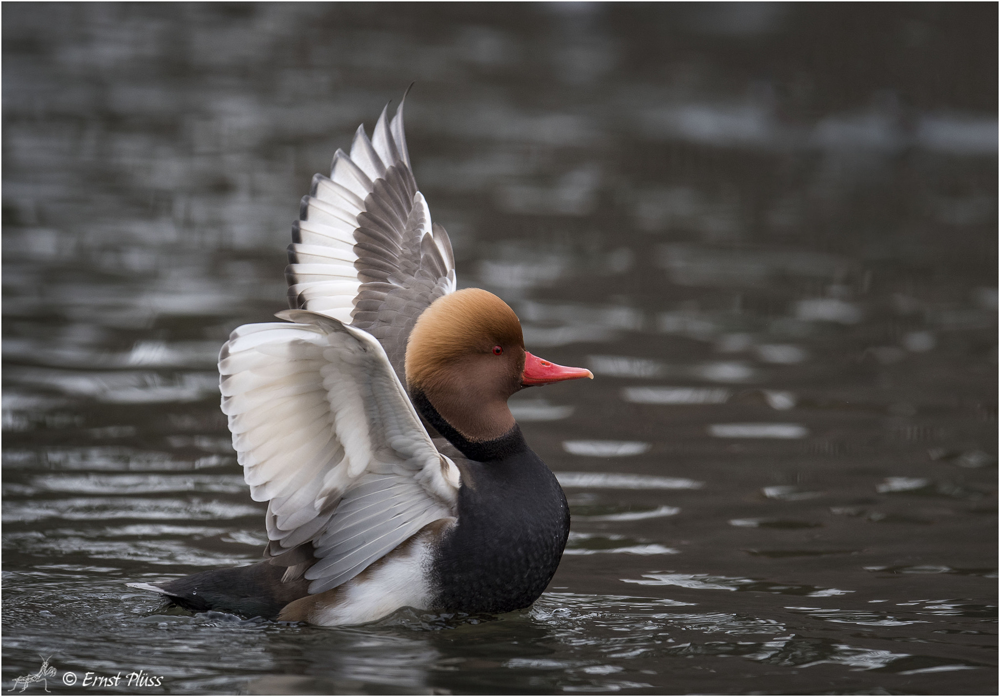 Nikon AF-S Nikkor 600mm F4E FL ED VR sample photo. Red-crested pochard photography