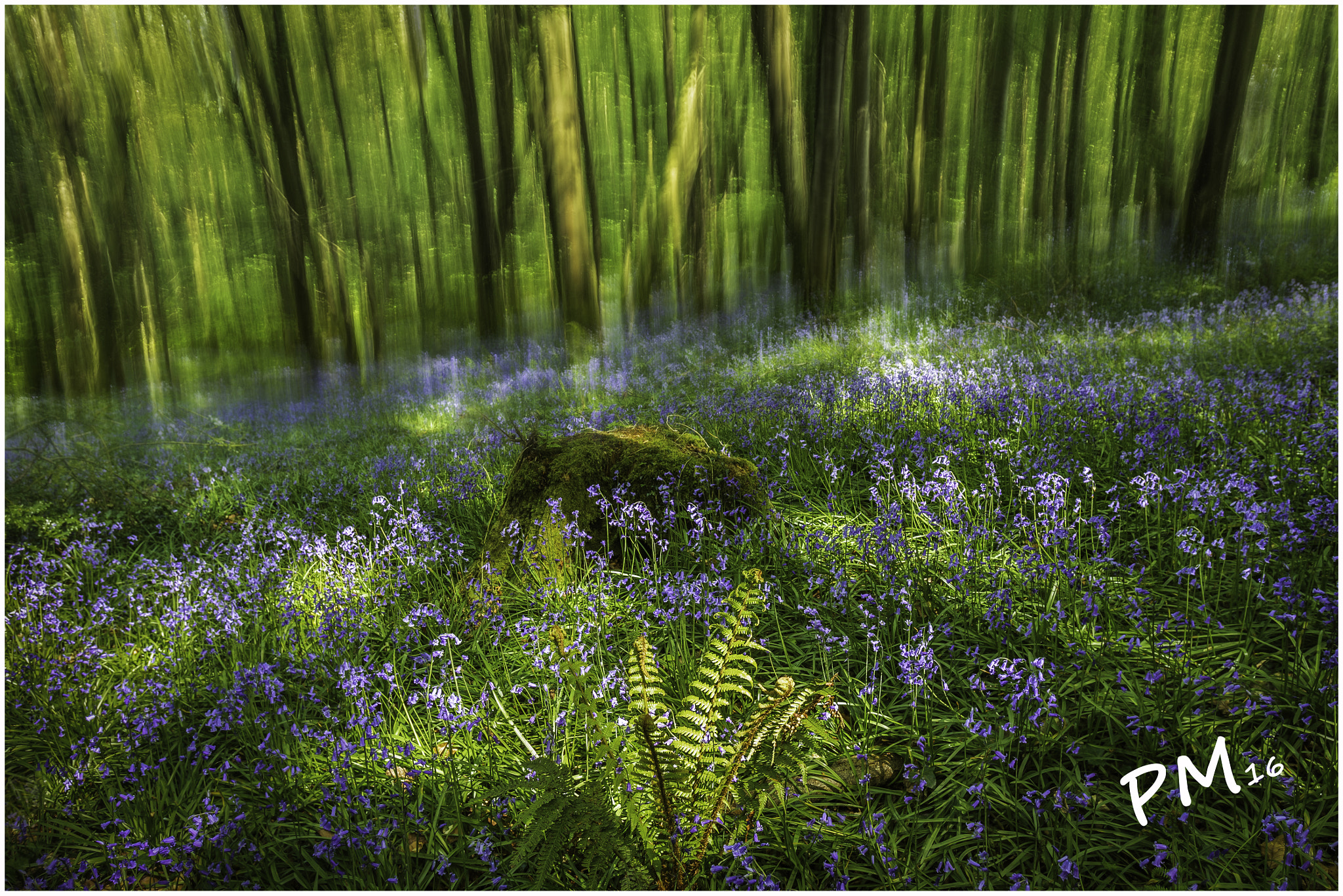 Canon EOS 6D + Canon EF 16-35mm F2.8L USM sample photo. Sea of blue bells photography