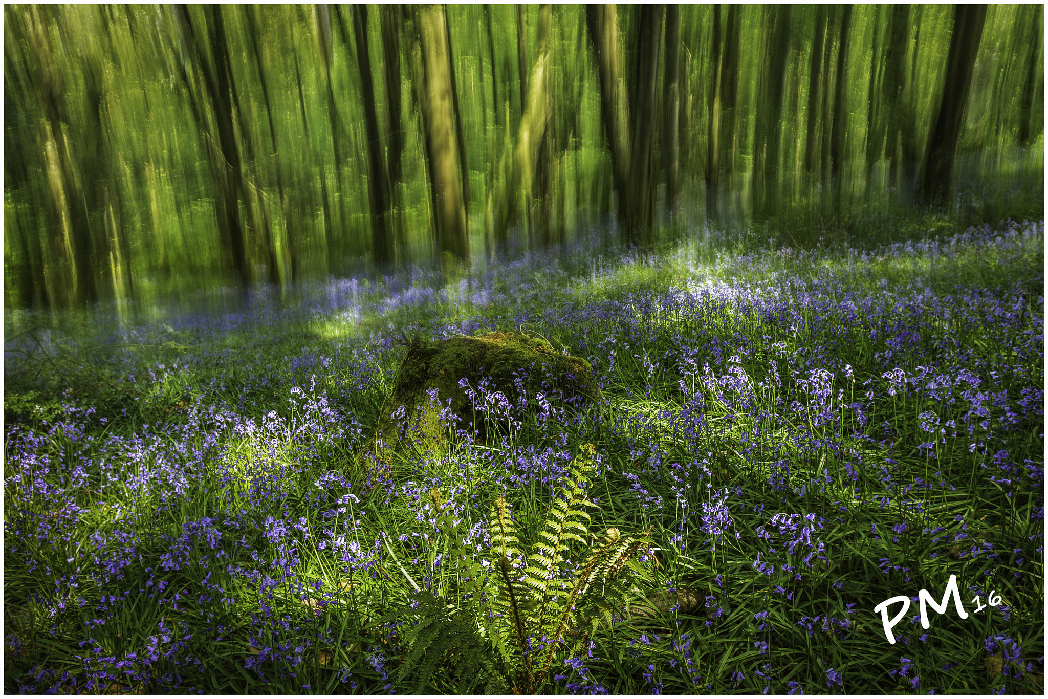 Canon EF 16-35mm F2.8L USM sample photo. Sea of blue bells photography