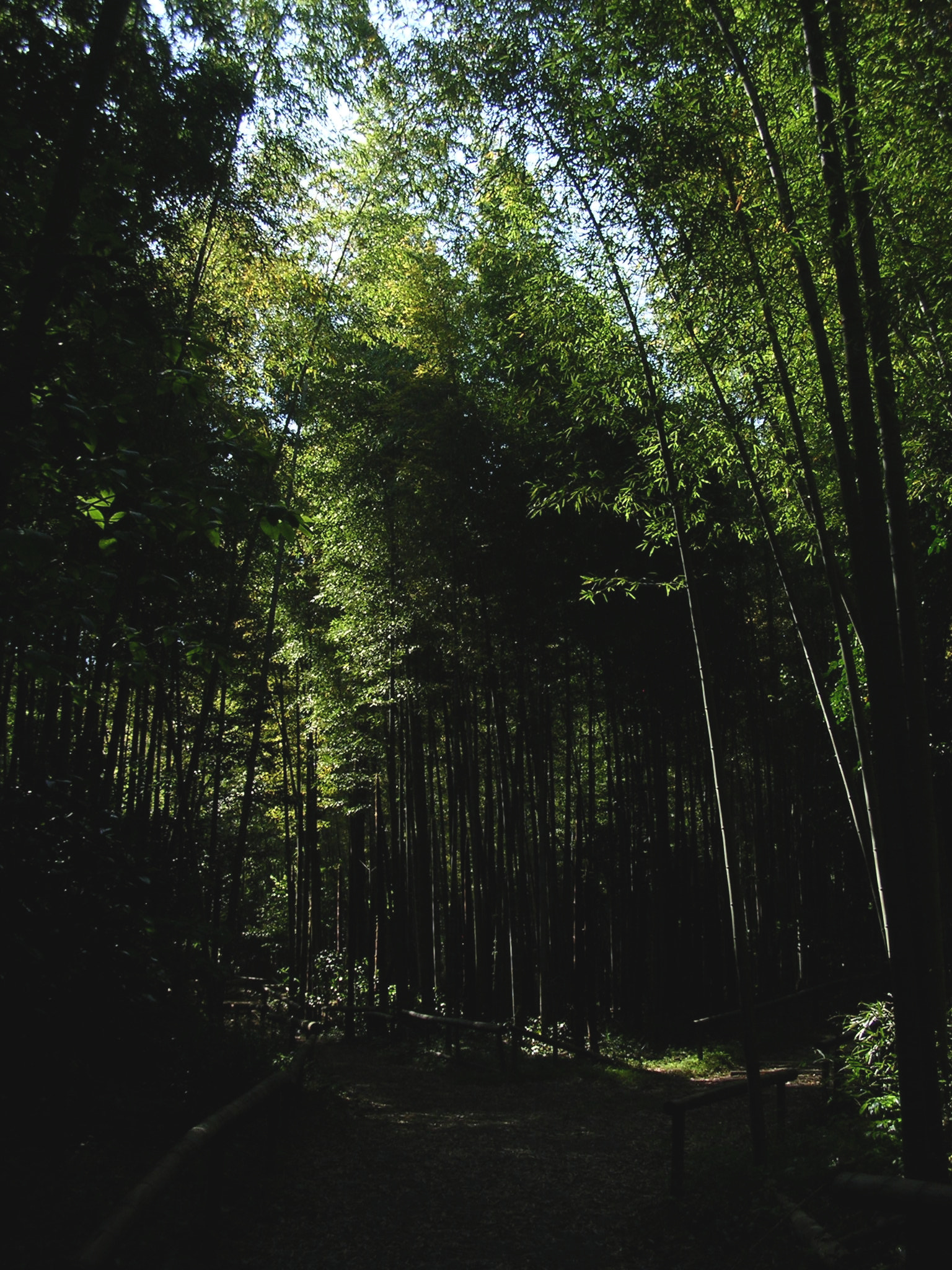 Nikon E3100 sample photo. Bamboo forest photography