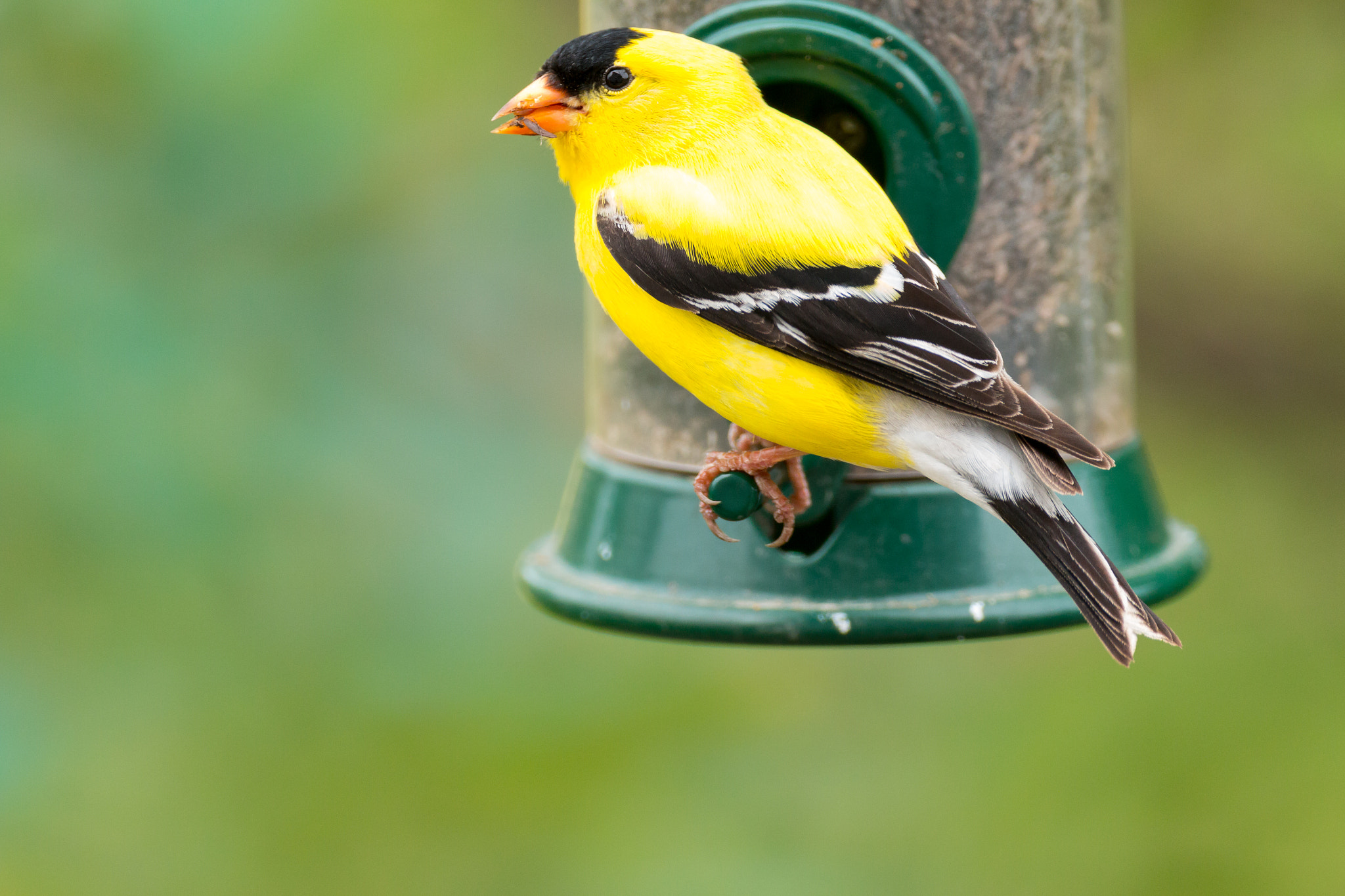 Canon EF 500mm F4L IS USM sample photo