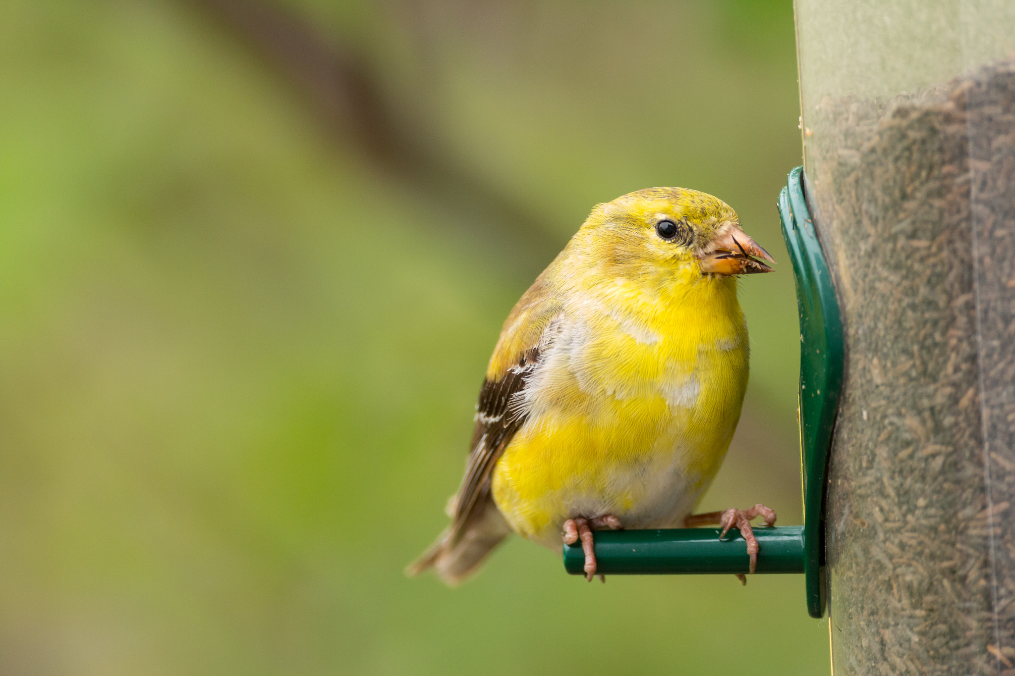 Canon EF 500mm F4L IS USM sample photo