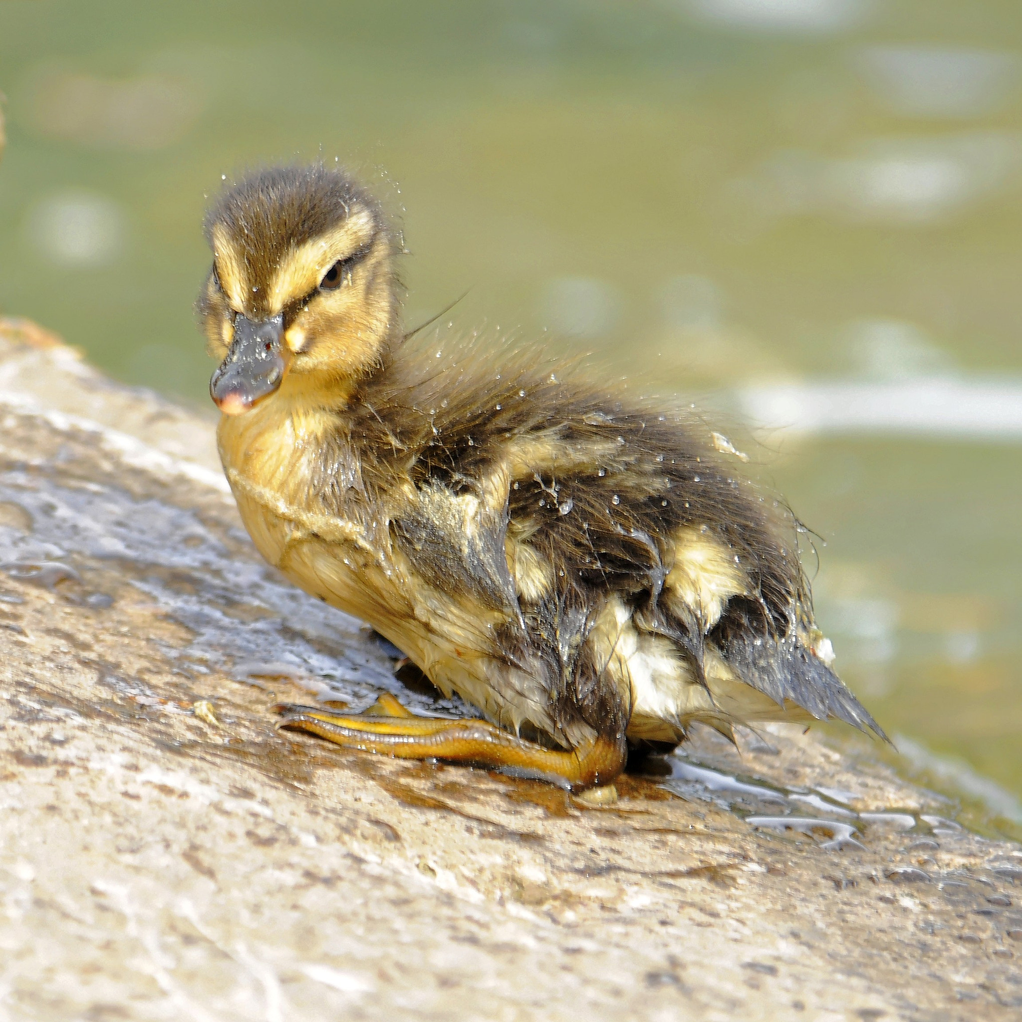 Nikon D300S sample photo. Mallard junior photography