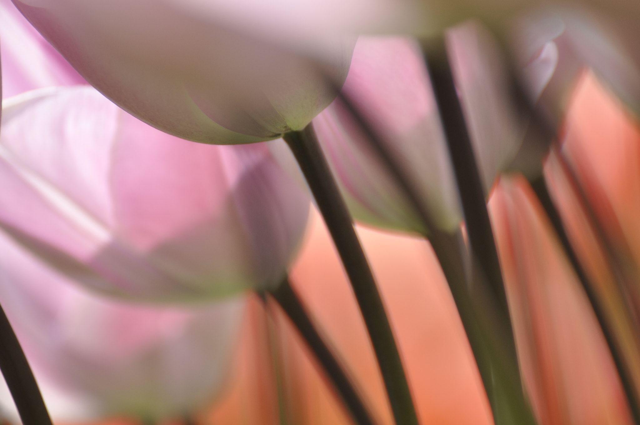 Nikon D90 + Sigma 70-300mm F4-5.6 DG OS sample photo. Tulips keukenhof netherlands  photography