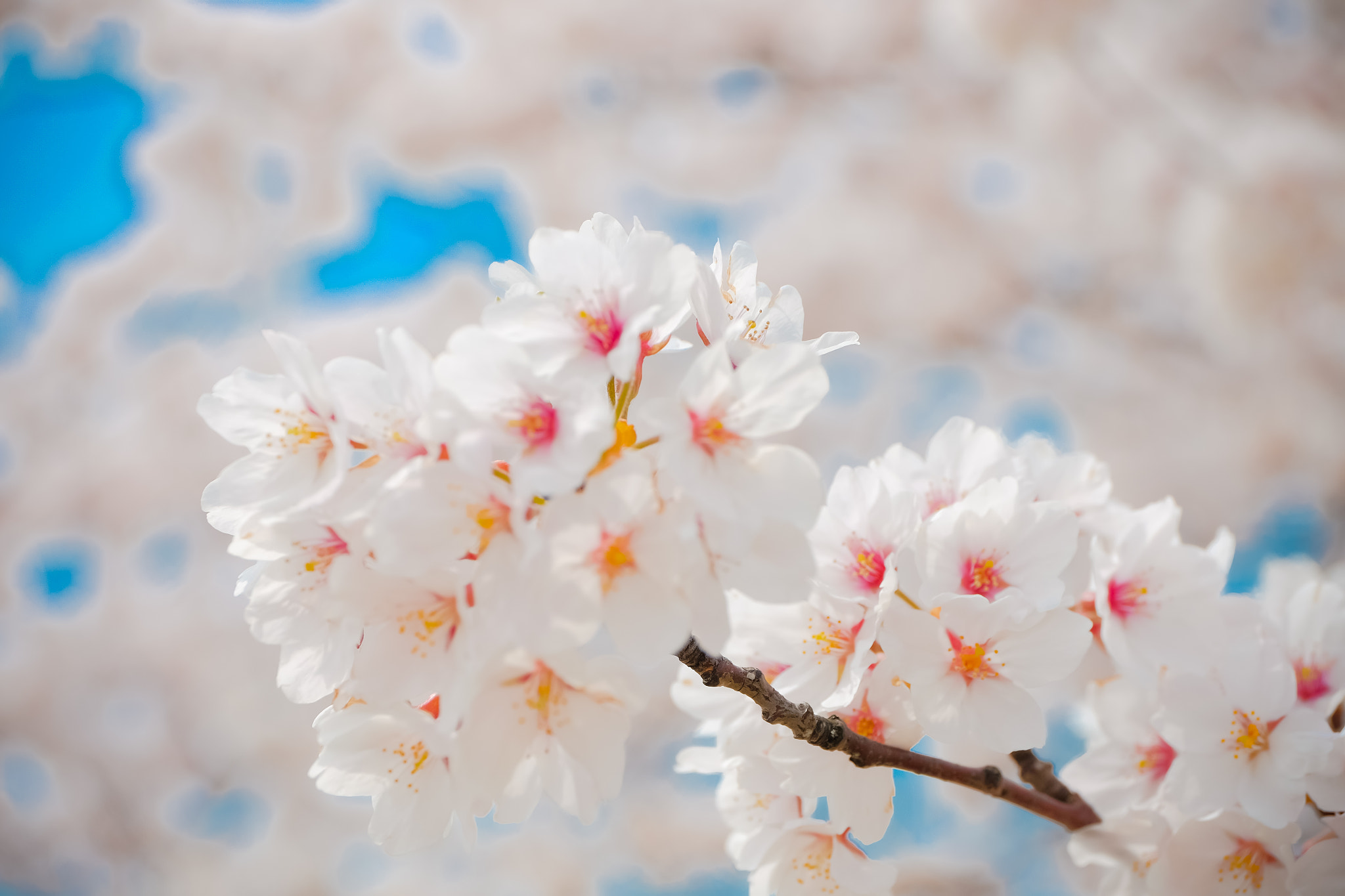 Fujifilm X-T10 + ZEISS Touit 50mm F2.8 sample photo. 桜 photography