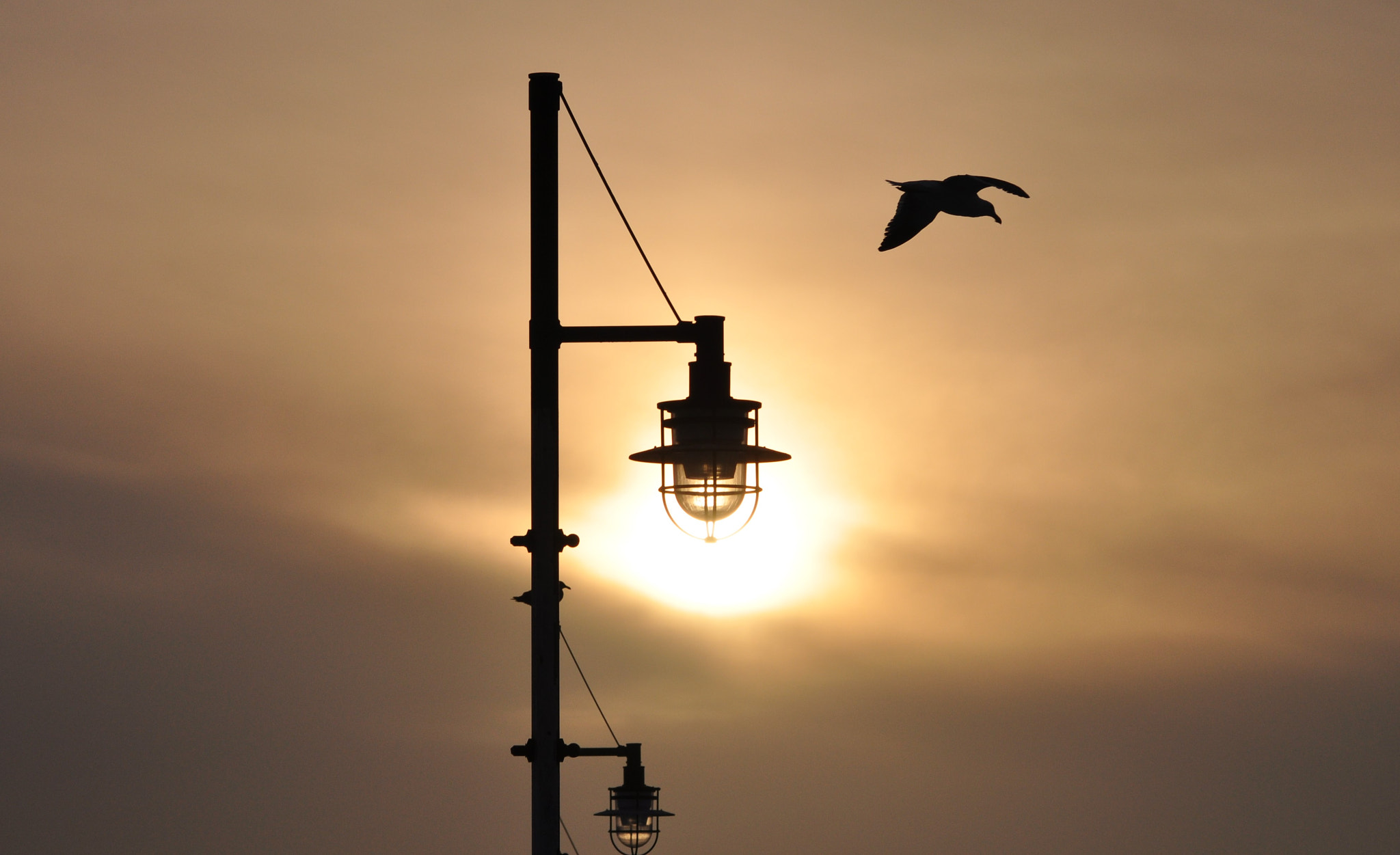 Sigma 150-500mm F5-6.3 DG OS HSM sample photo. 25518859813.jpg photography