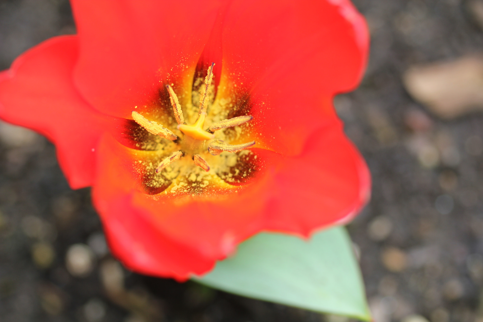 Canon EF 100mm F2.8 Macro USM sample photo. Golden tulip photography