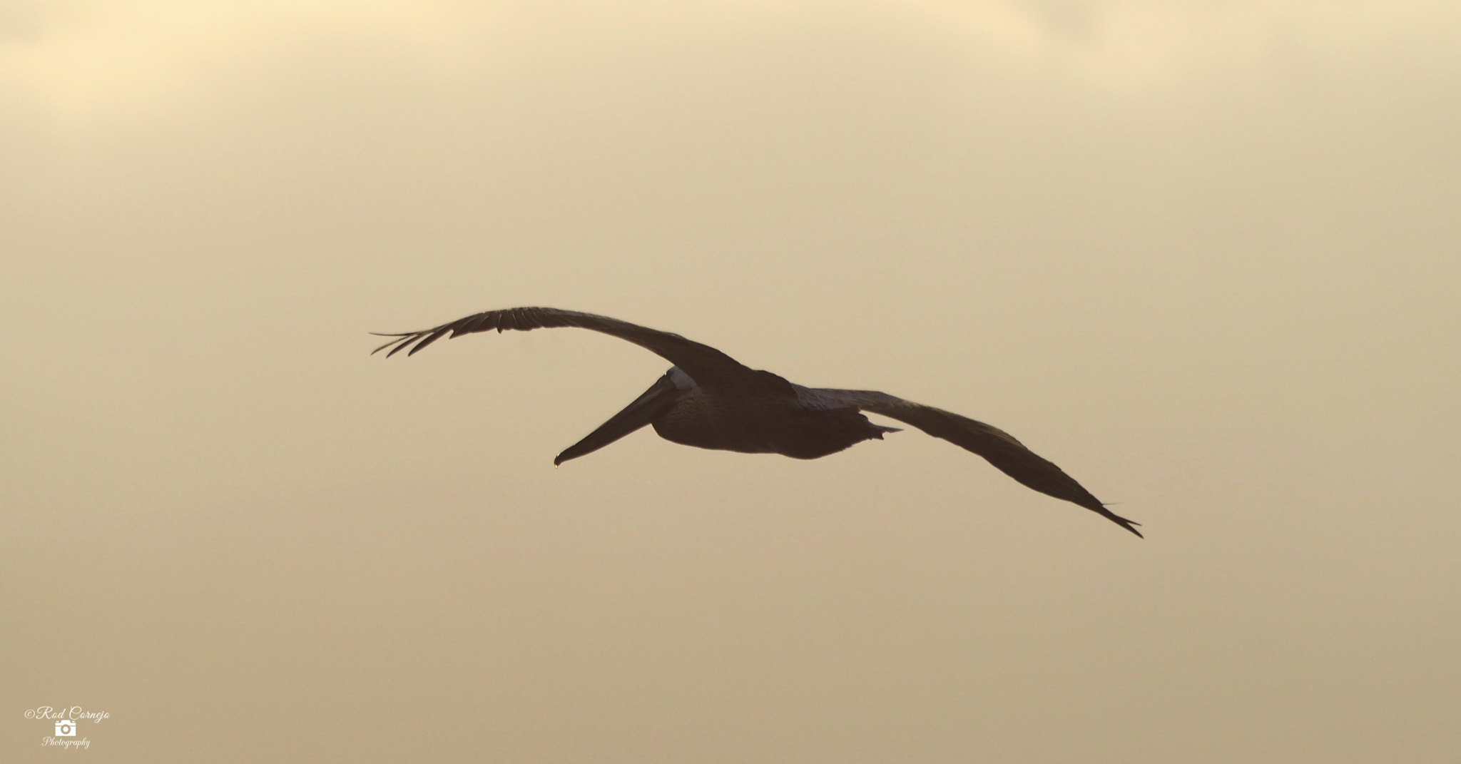 Olympus Zuiko Digital ED 70-300mm F4.0-5.6 sample photo. Pelican... photography