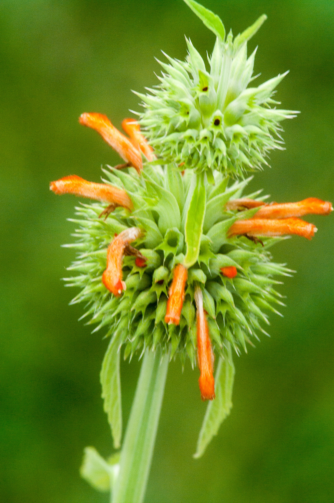 Pentax K-7 sample photo. Img72593.jpg photography
