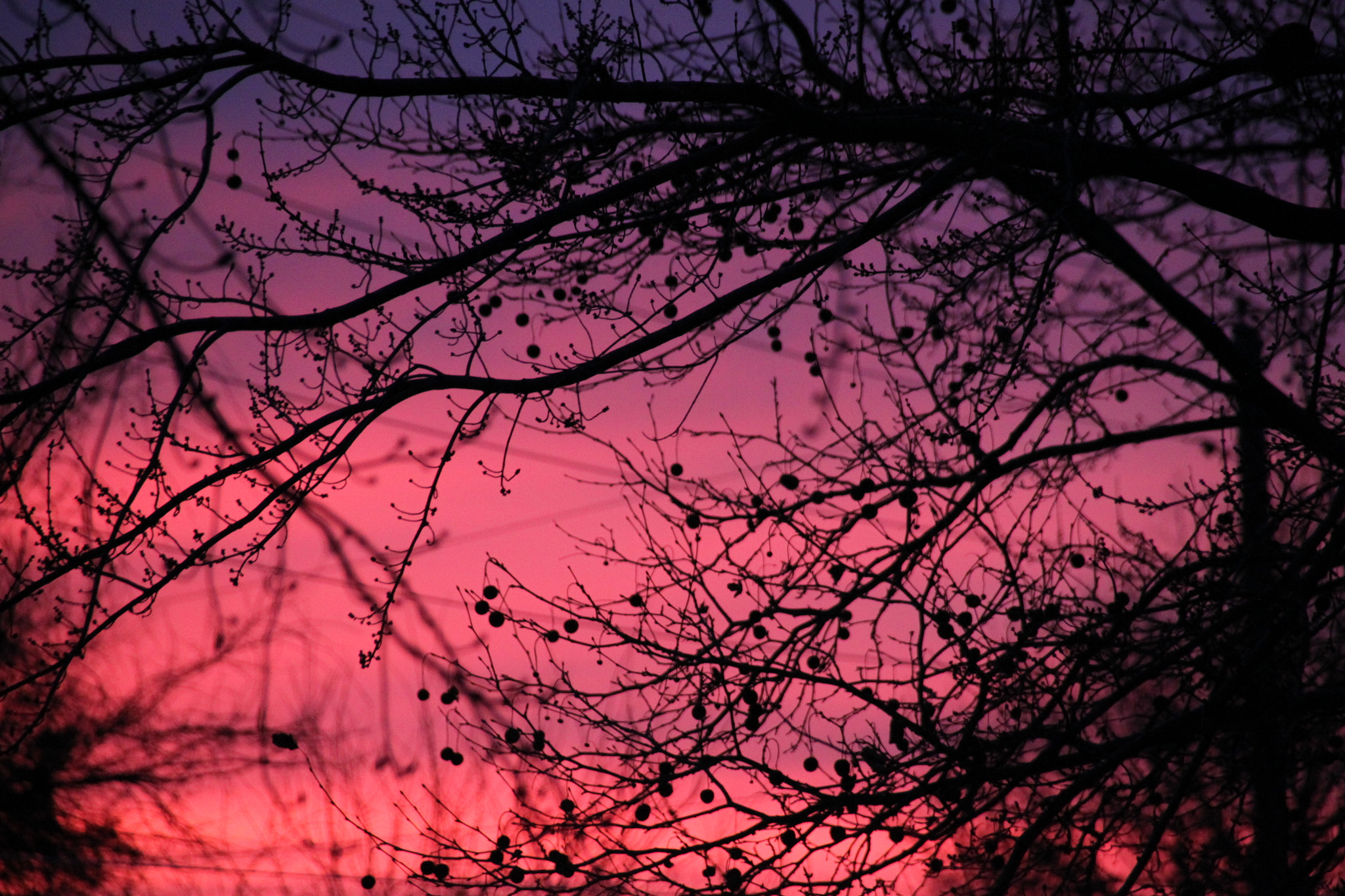 Sigma 18-250mm F3.5-6.3 DC OS HSM sample photo. Shades of pink photography
