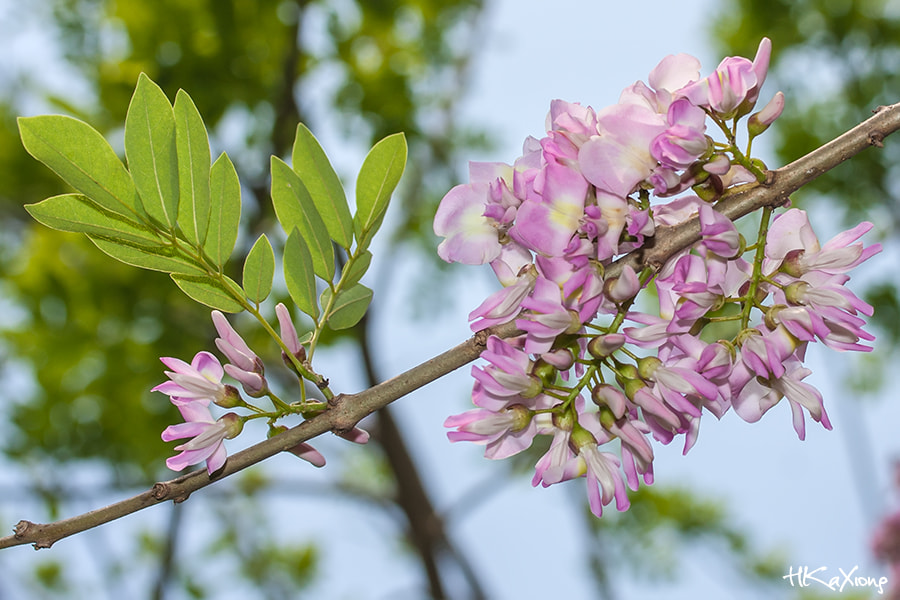 Canon EF-S 60mm F2.8 Macro USM sample photo. Flower photography