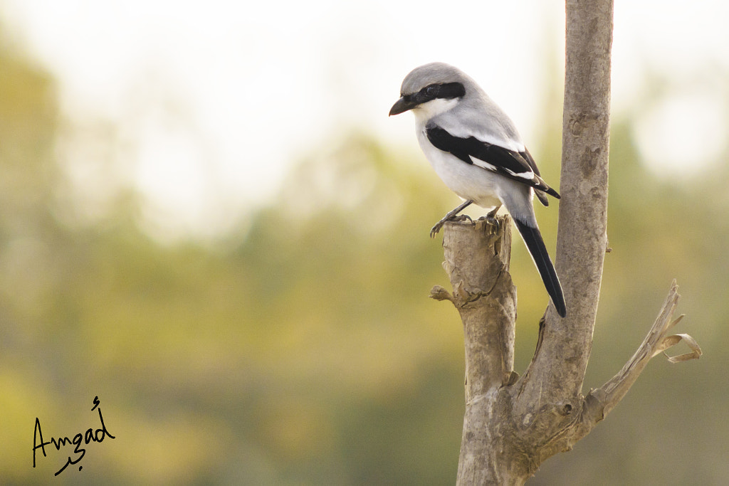 Loggerhead Shrike georgia birds - Most Common Birds in Georgia