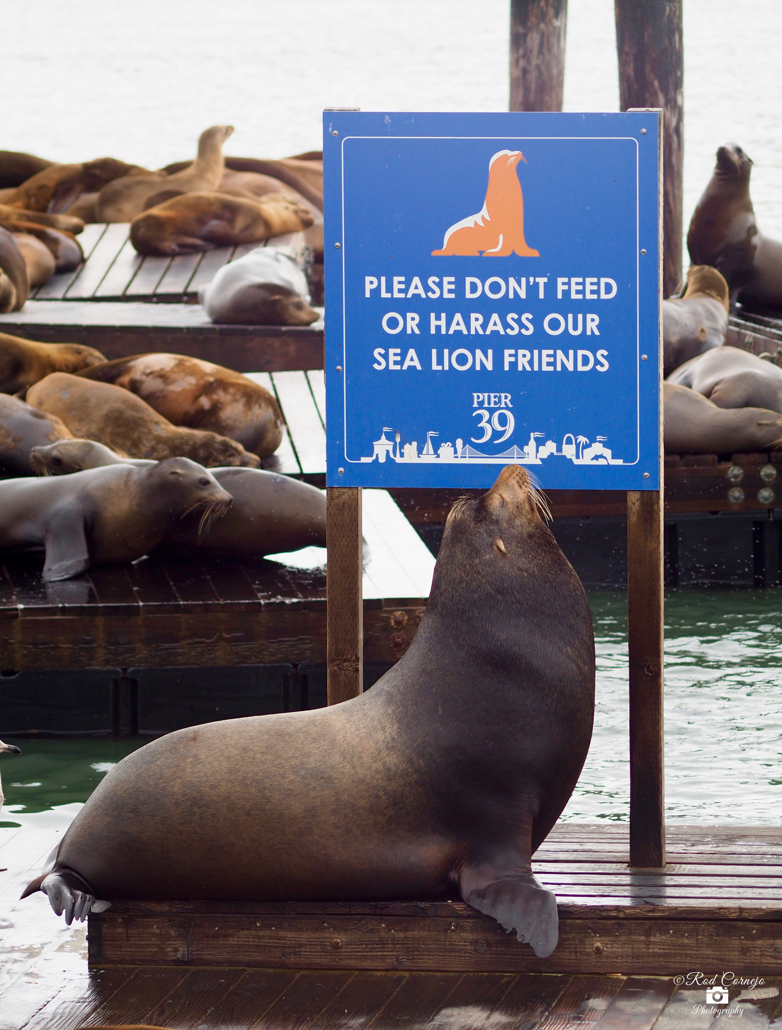 Olympus Zuiko Digital ED 70-300mm F4.0-5.6 sample photo. At pier 39... photography