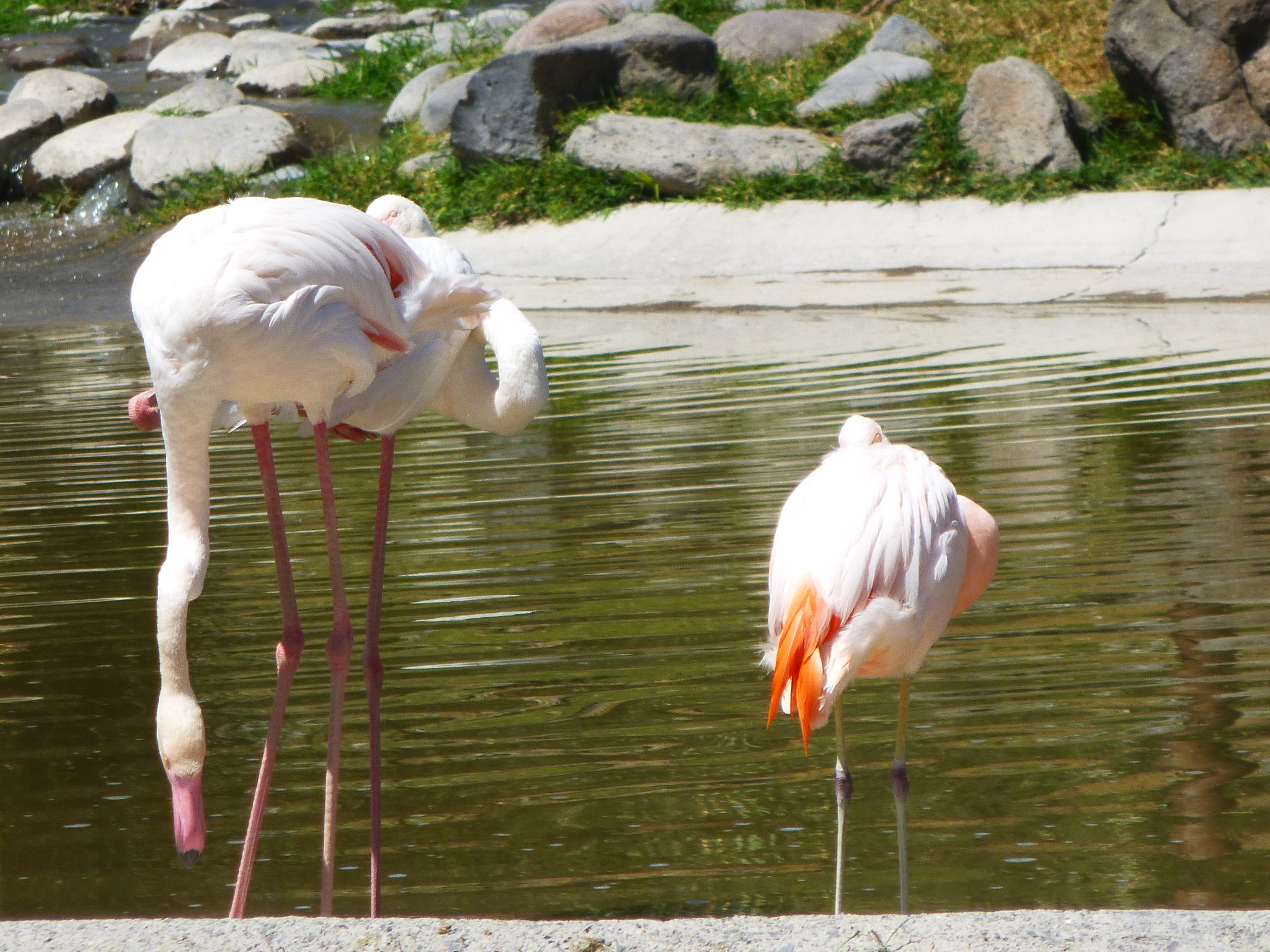 Panasonic DMC-SZ1 sample photo. Flamencos africanos photography