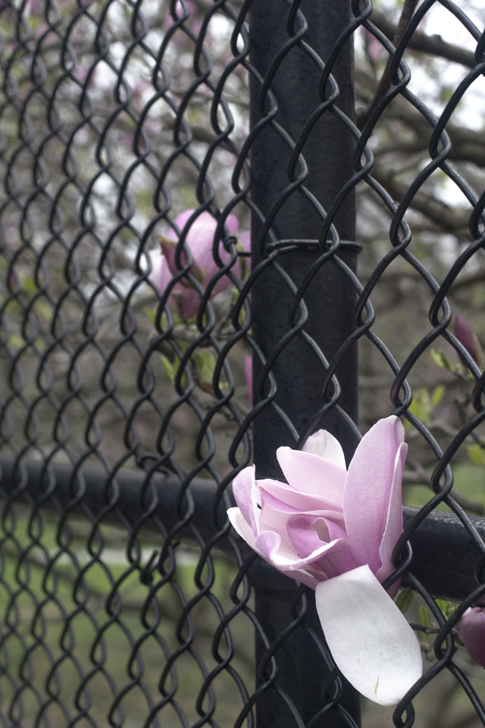 Sony a6000 + Canon EF 50mm F2.5 Macro sample photo. The daily percyscope 035 photography