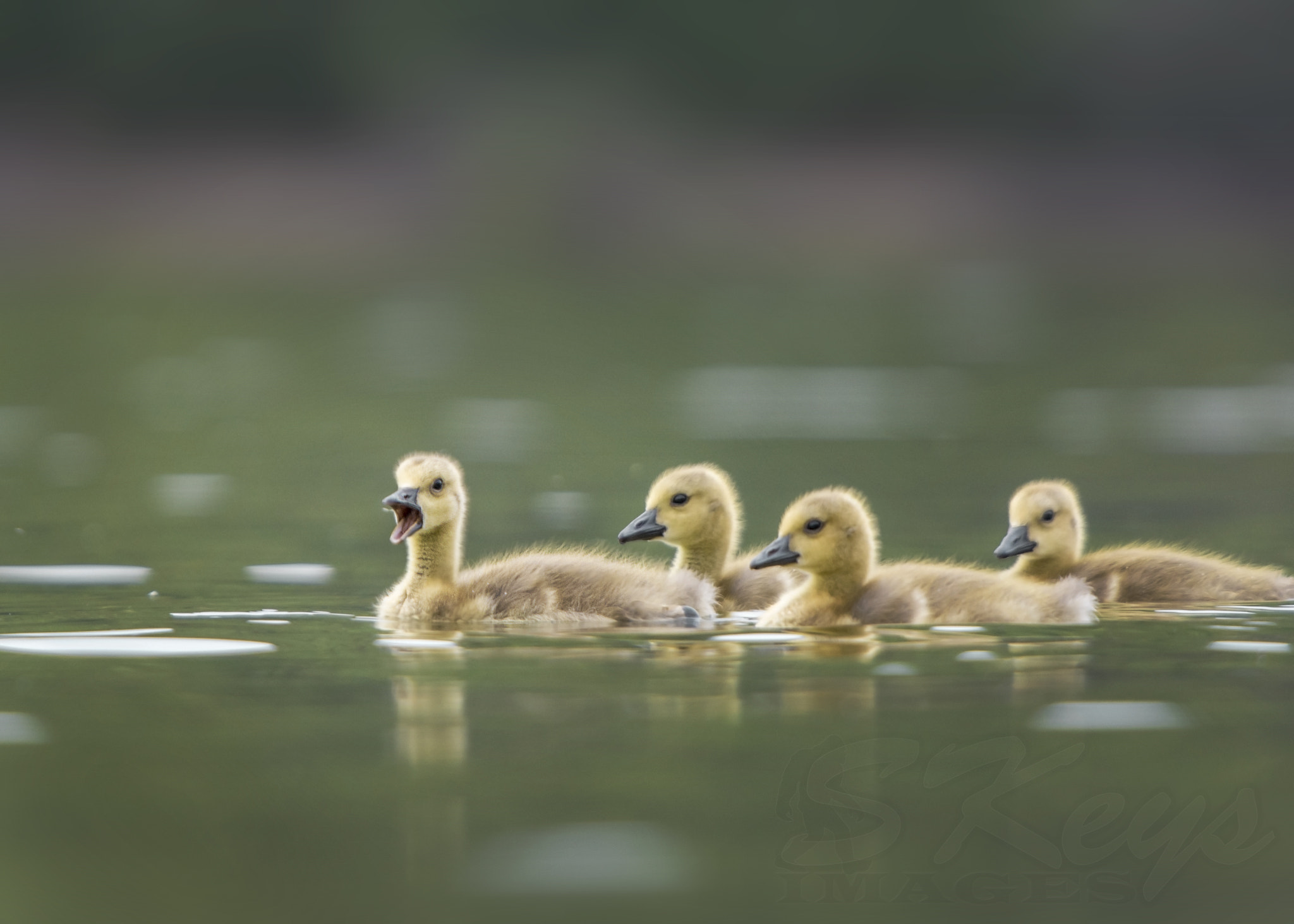 Nikon D7200 + Sigma 500mm F4.5 EX DG HSM sample photo. Spring goslings (canada geese) photography