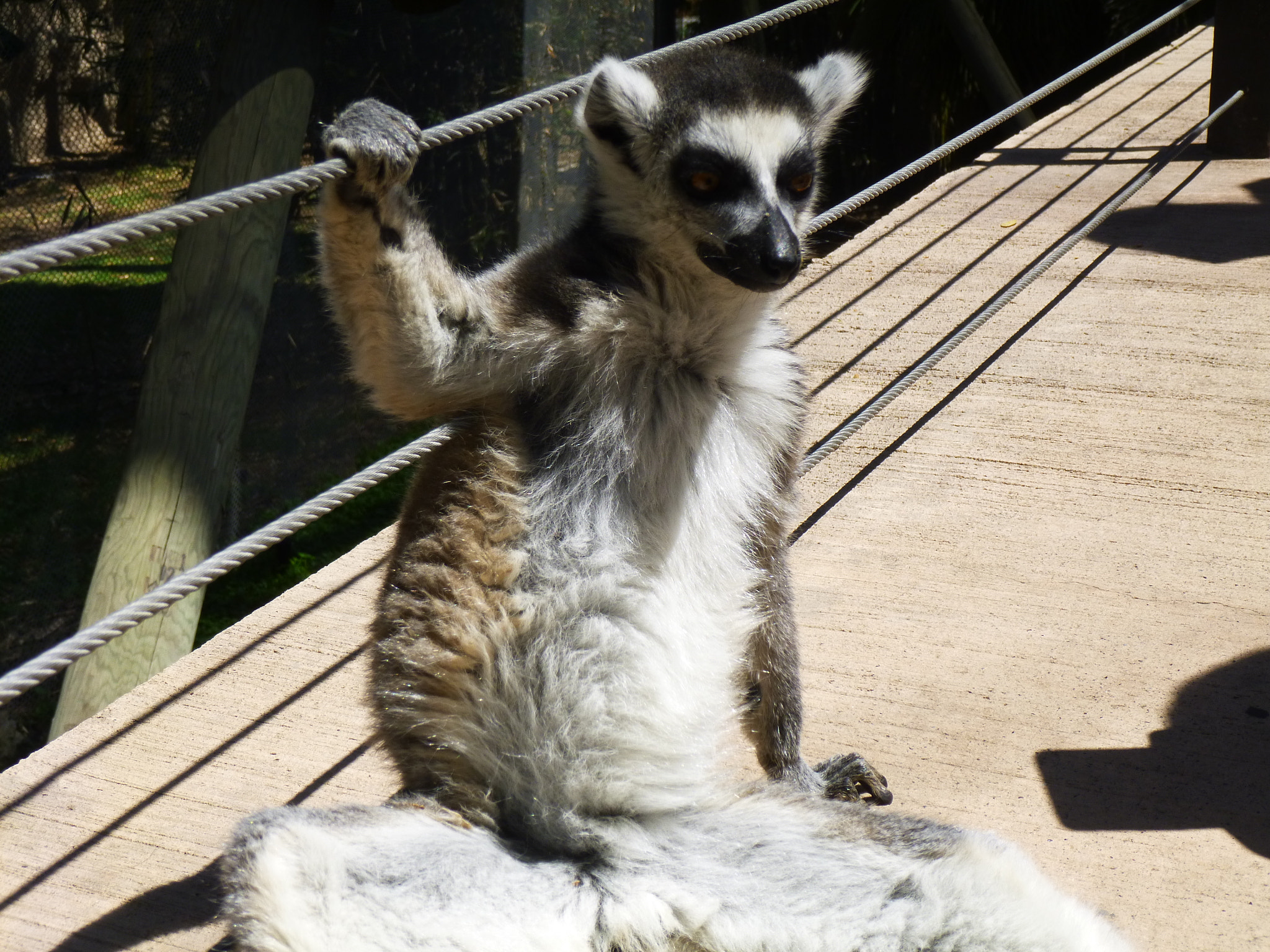 Panasonic DMC-SZ1 sample photo. Lemur photography