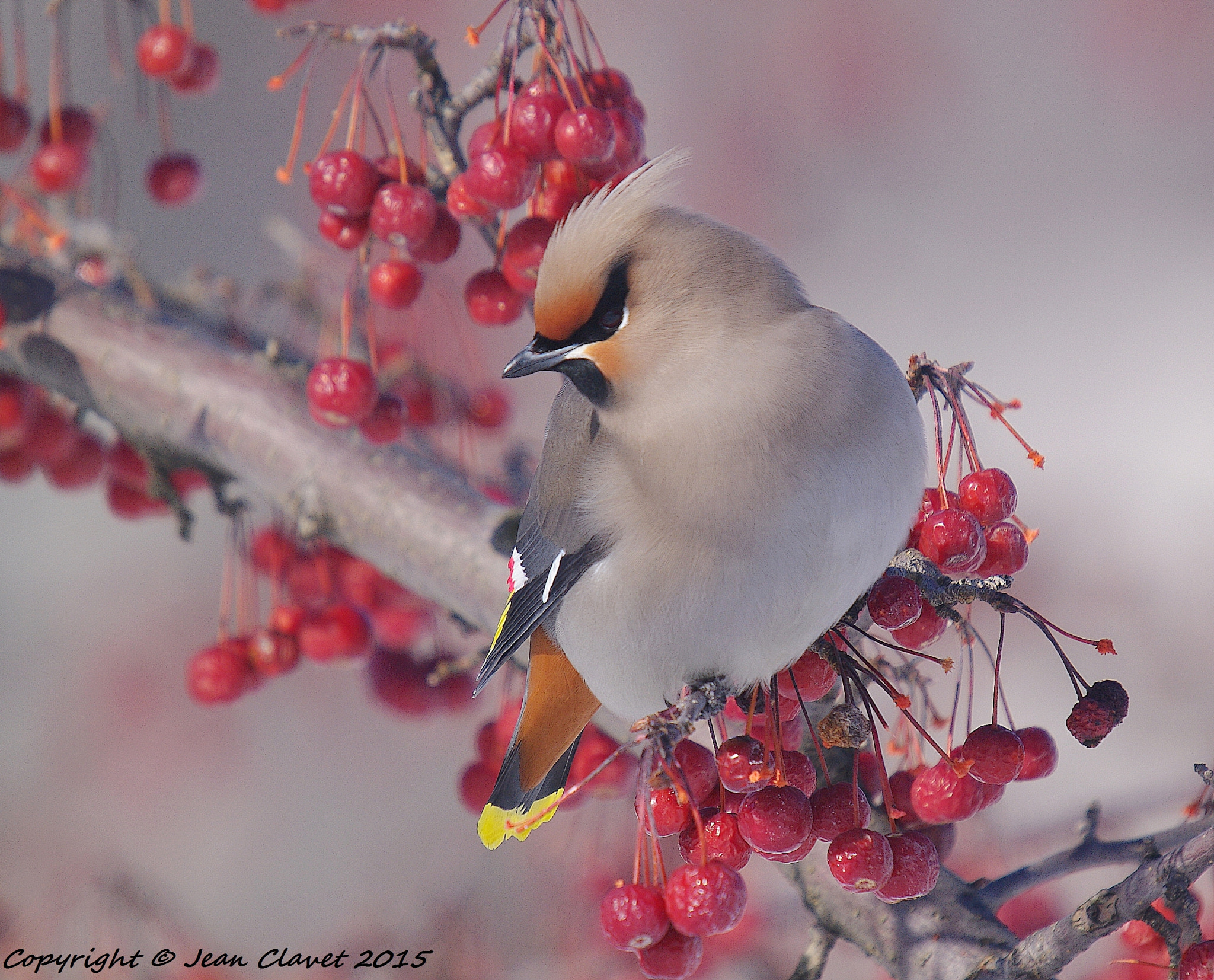 Pentax K-7 + Sigma sample photo. Jaseur boréal photography