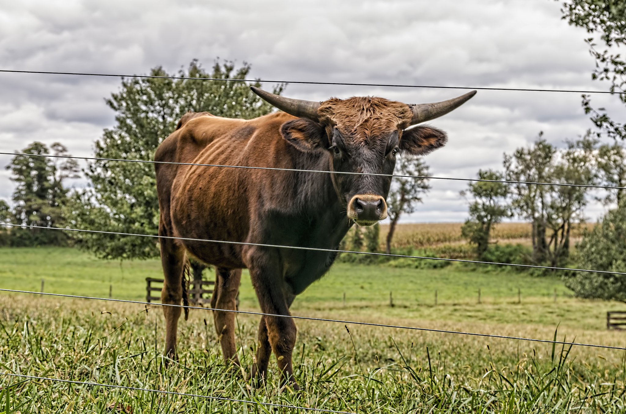 Sigma 17-70mm F2.8-4 DC Macro HSM | C sample photo. Little bull photography