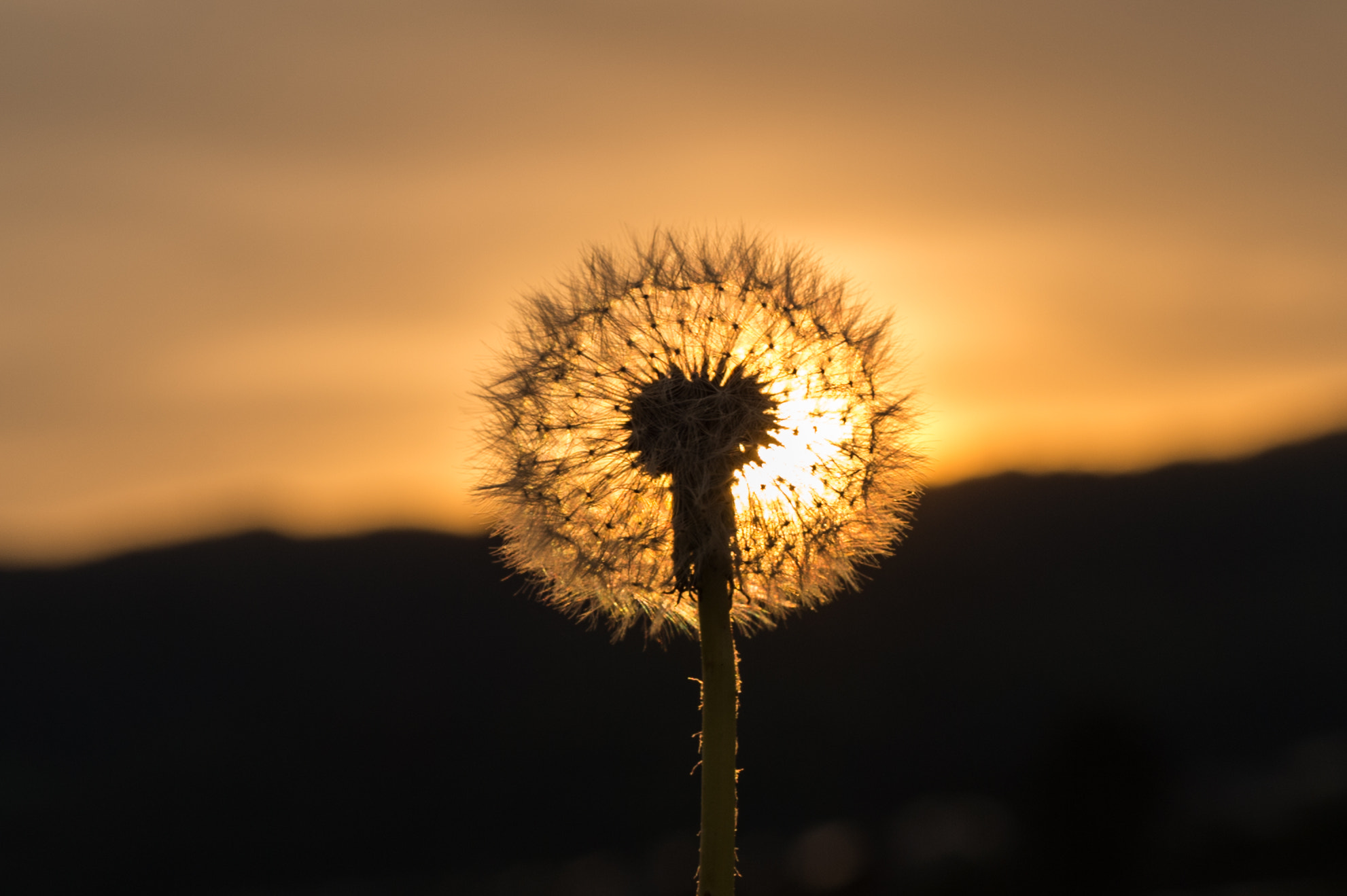 Nikon Df + Sigma 50mm F1.4 DG HSM Art sample photo. Dandelion photography