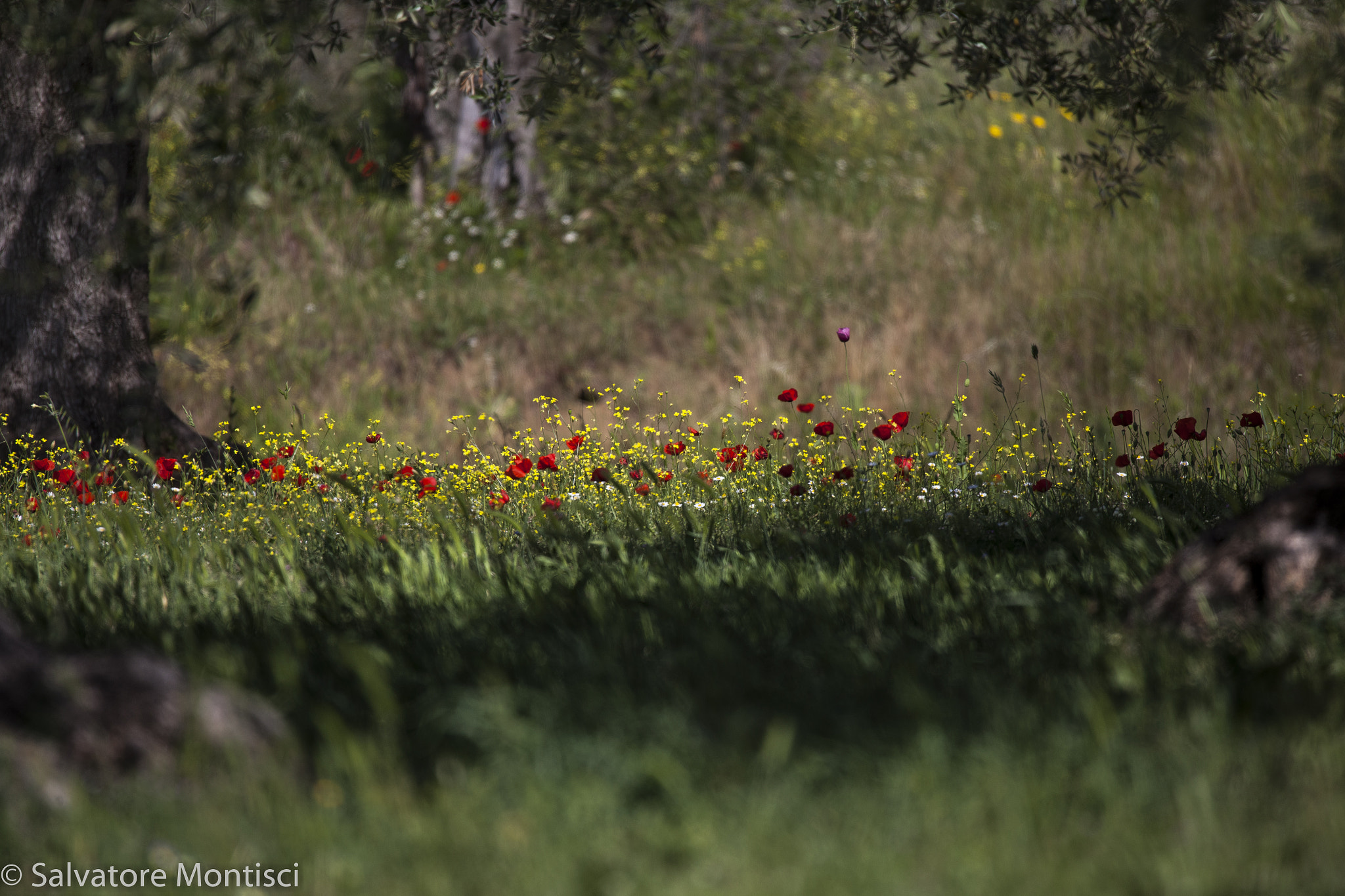 150-600mm F5-6.3 DG OS HSM | Sports 014 sample photo