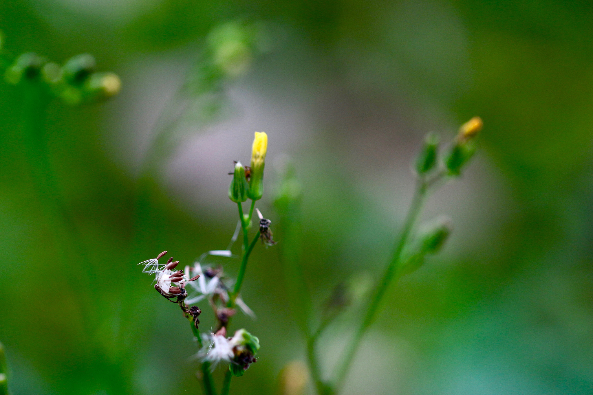 Canon EF 100mm F2.8L Macro IS USM sample photo. Ready to fly away... photography