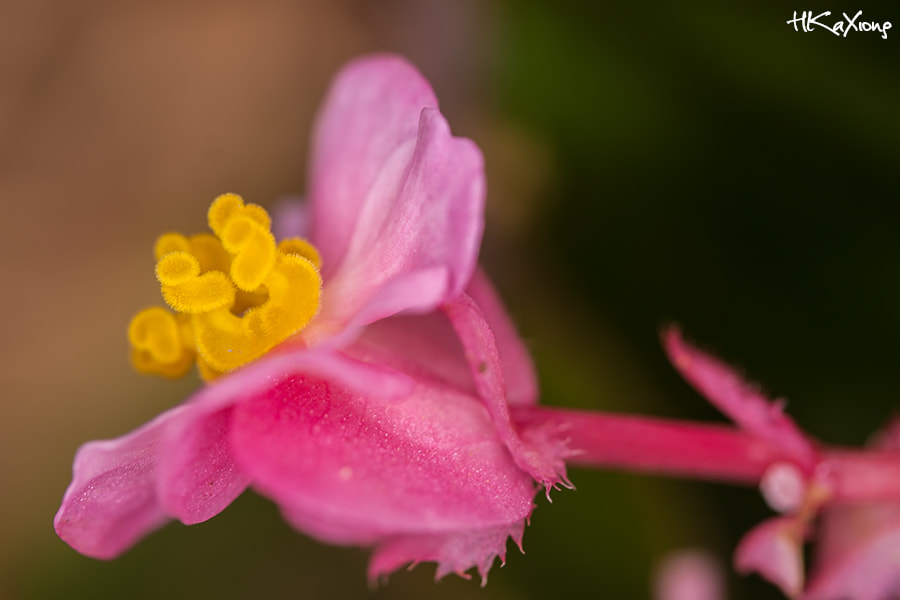 Canon EF-S 60mm F2.8 Macro USM sample photo. Flower photography