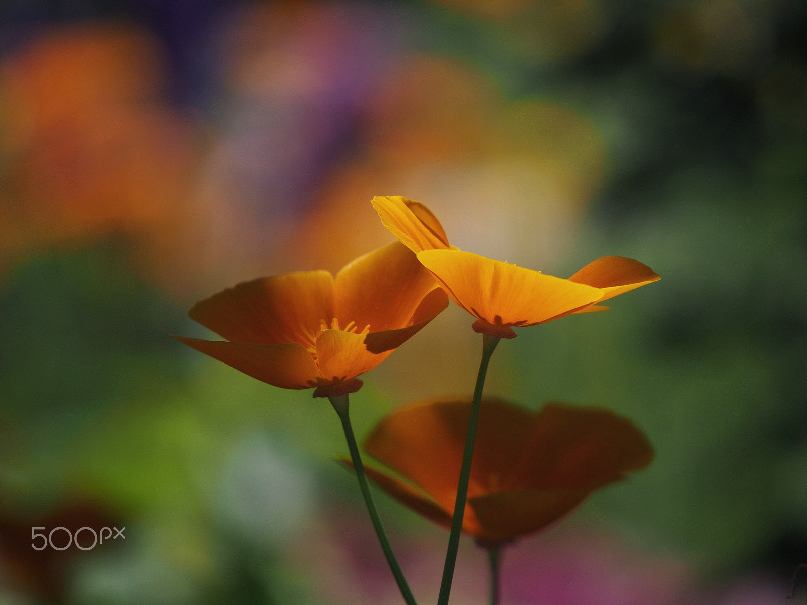 Olympus PEN E-PM2 sample photo. Loving you photography