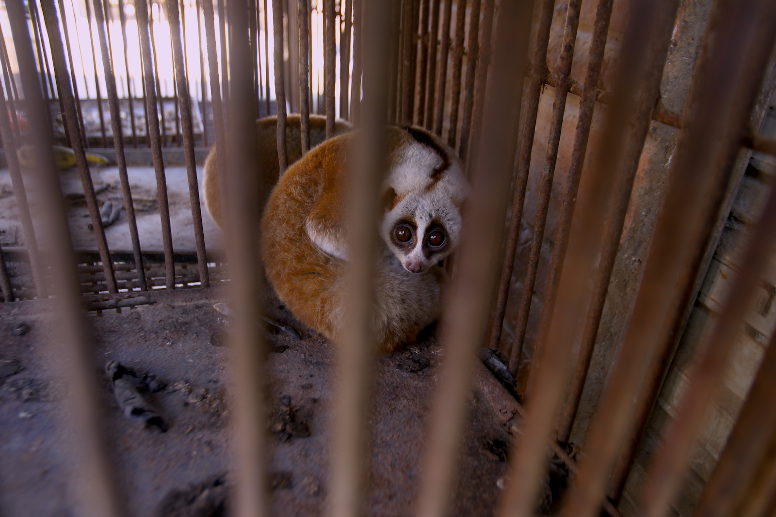 Canon EF 16-35mm F2.8L USM sample photo. A loris was been caught in burma photography