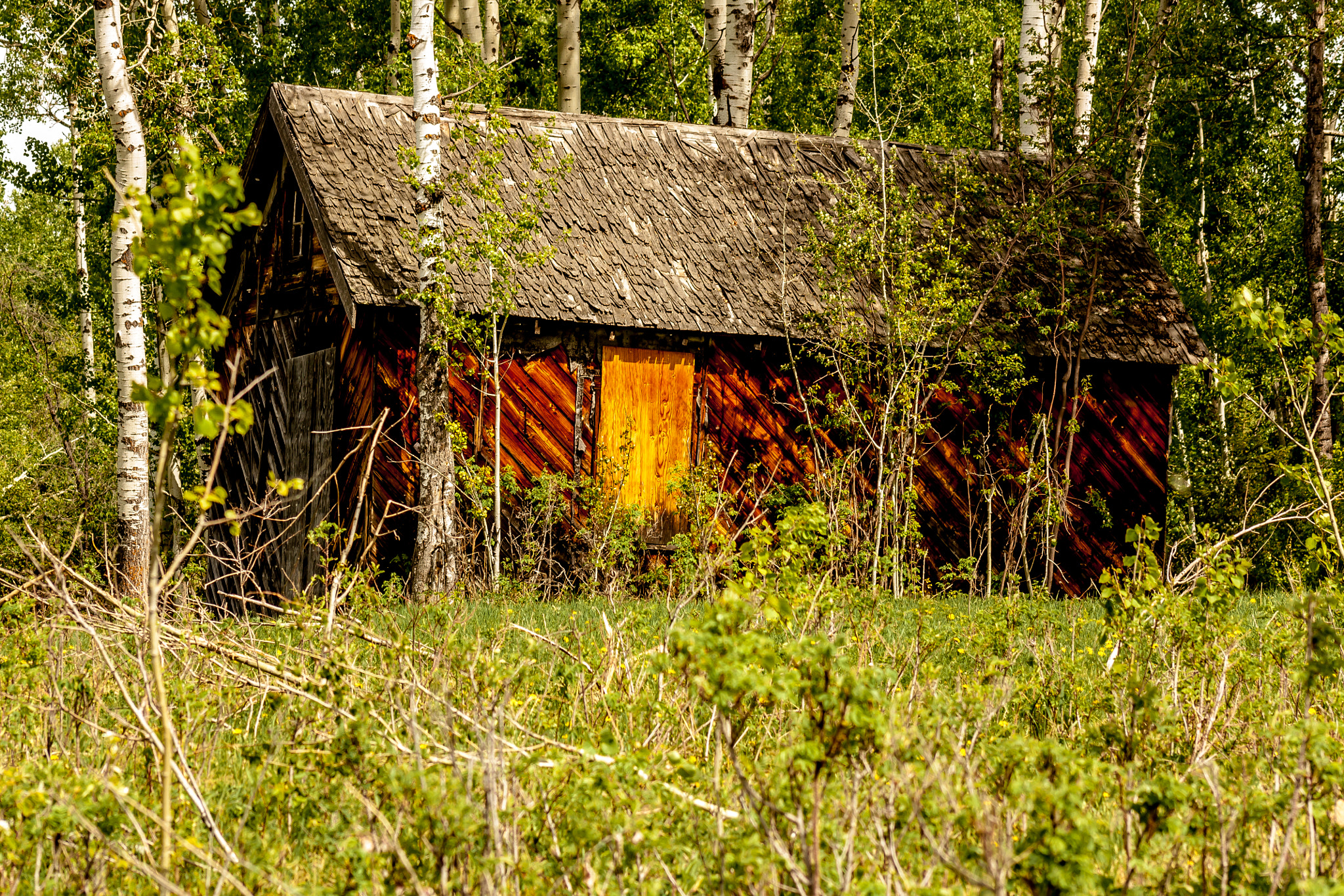 Canon EOS 450D (EOS Rebel XSi / EOS Kiss X2) sample photo. This old shed photography