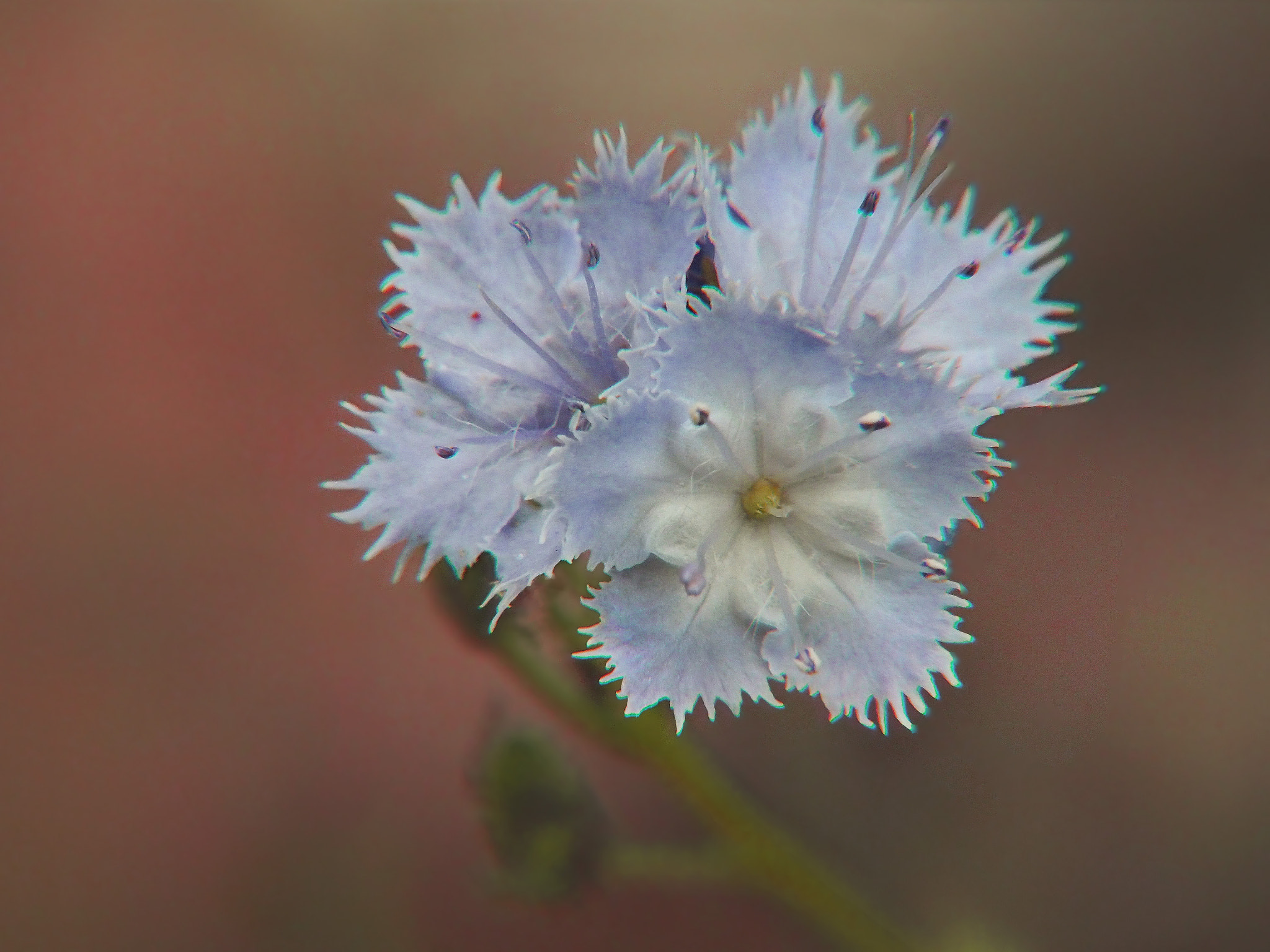 Olympus M.Zuiko Digital ED 14-150mm F4-5.6 sample photo. Wildflowers photography