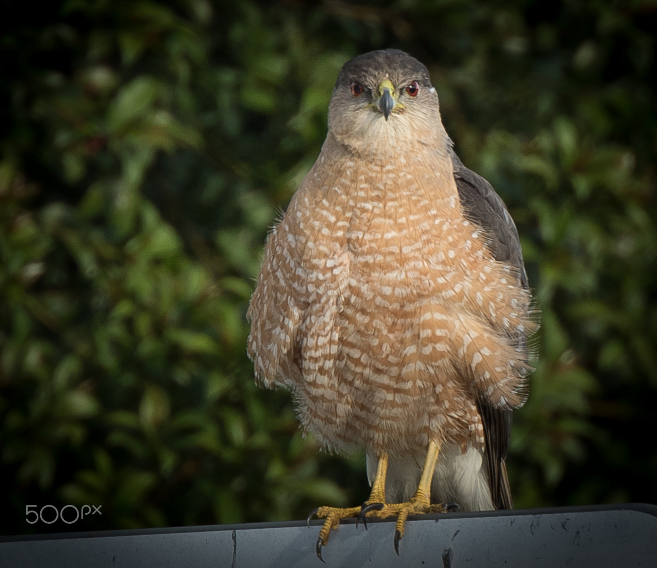 Canon EF 400mm F4 DO IS II USM sample photo. Sharp-shinned hawk photography