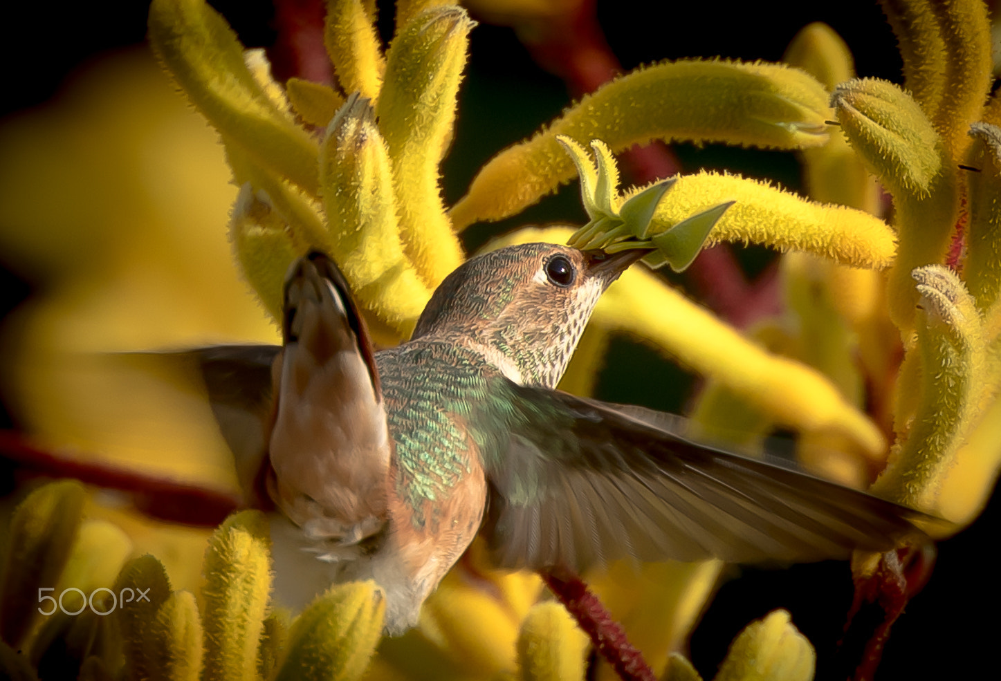 Canon EF 400mm F4 DO IS II USM sample photo. Hummingbird feeding photography