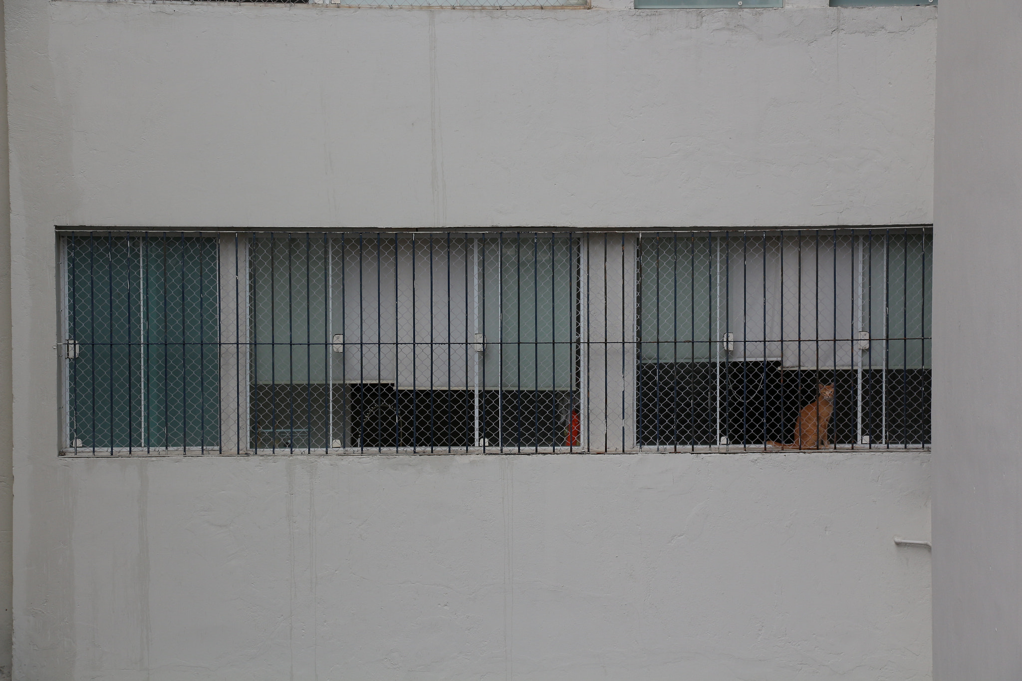 Canon EF-S 18-135mm F3.5-5.6 IS STM sample photo. The cat in the window photography