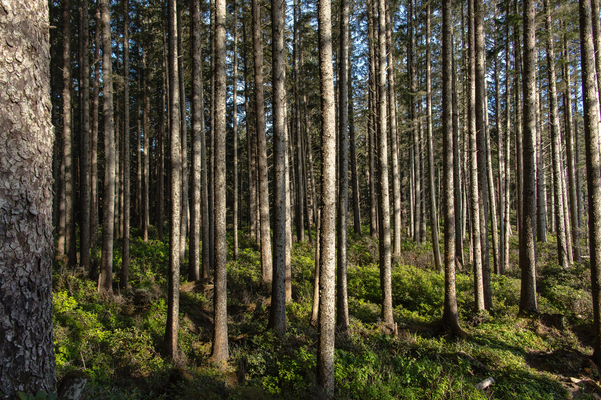 Canon EF 24mm F1.4L II USM sample photo. Taylor point camp 1 photography